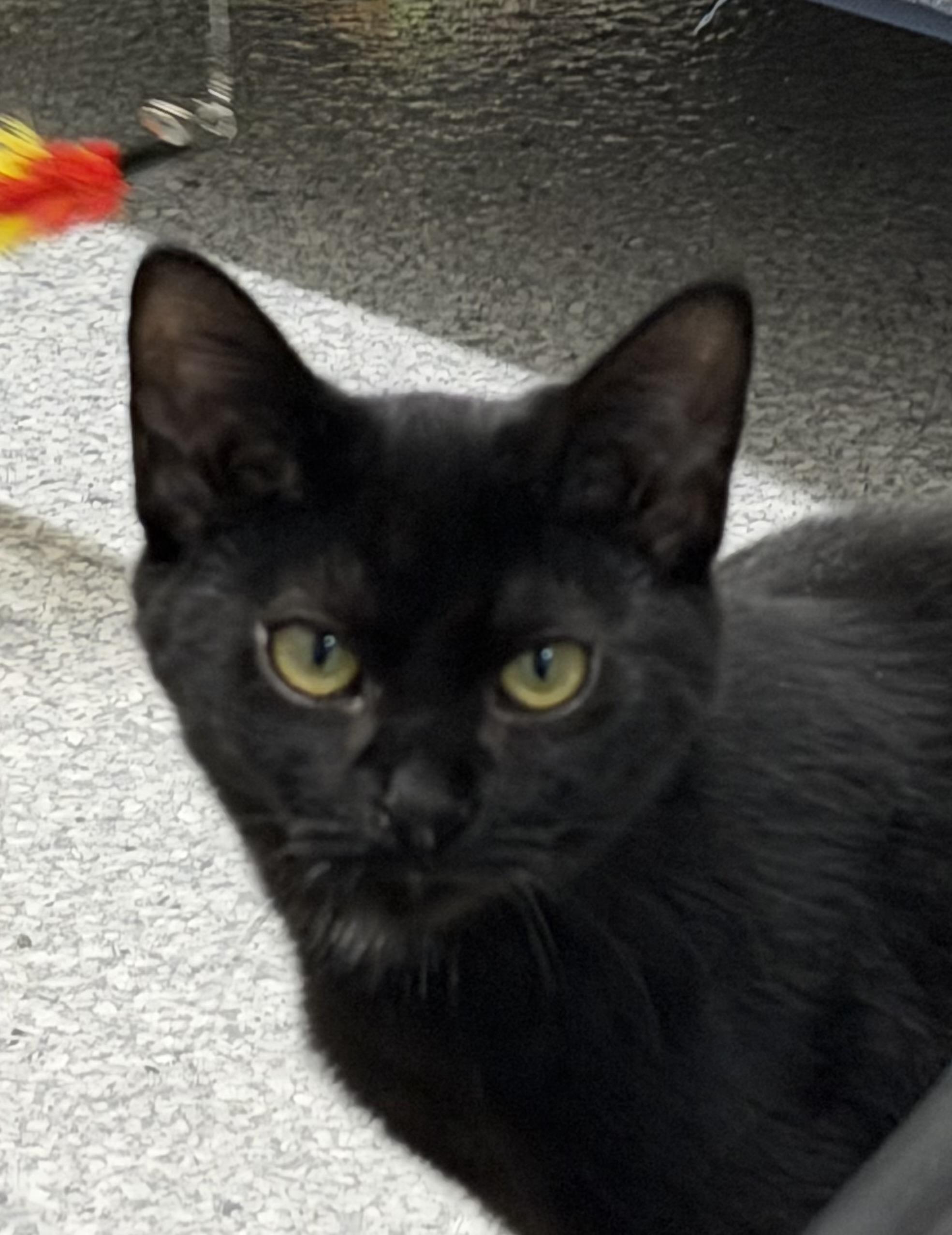 Armani, Adoptable, Young Female Domestic Short Hair.