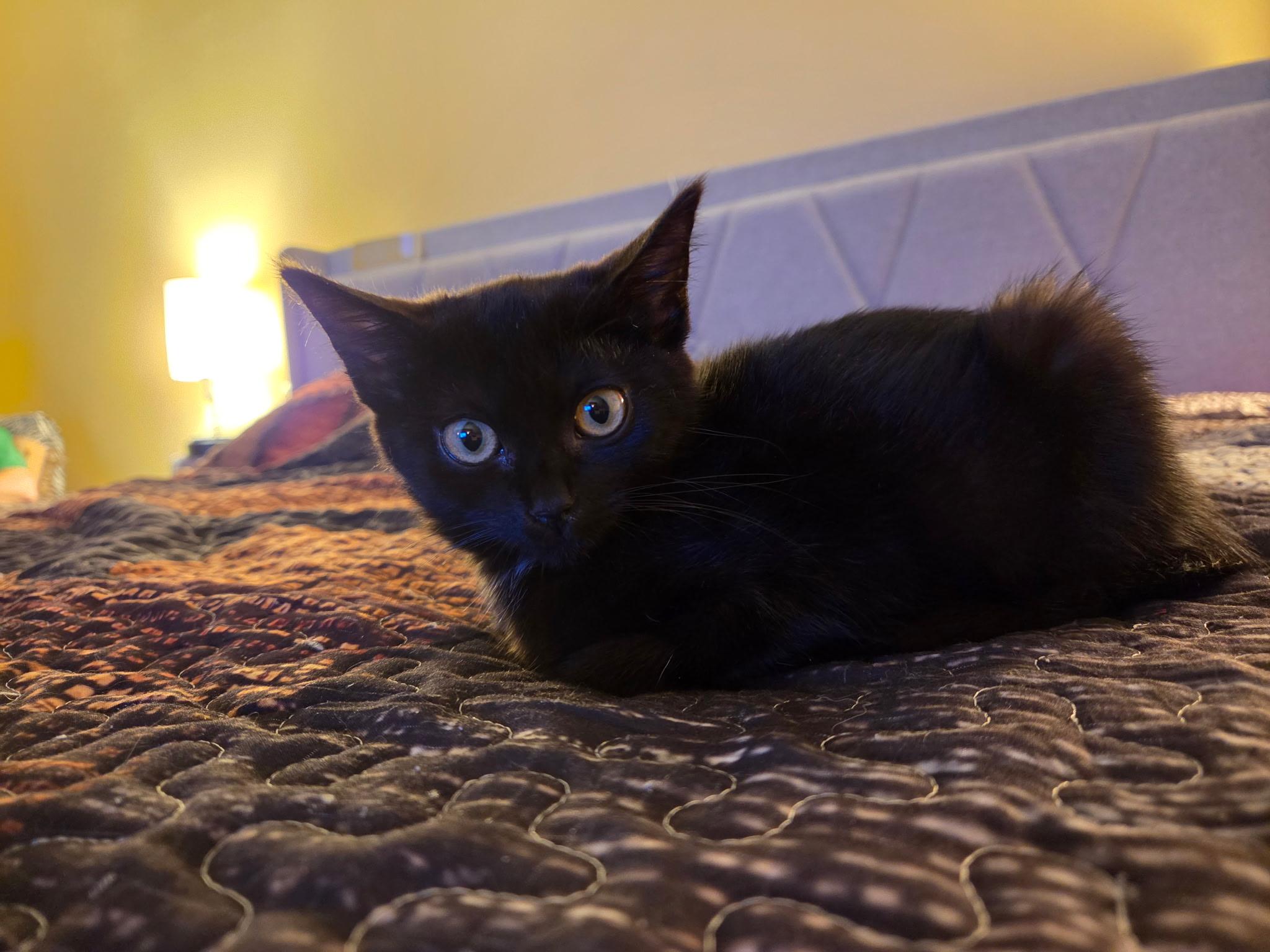 Enlarge Armani, a Adoptable Domestic Short Hair in Pottsville, PA image 6/6