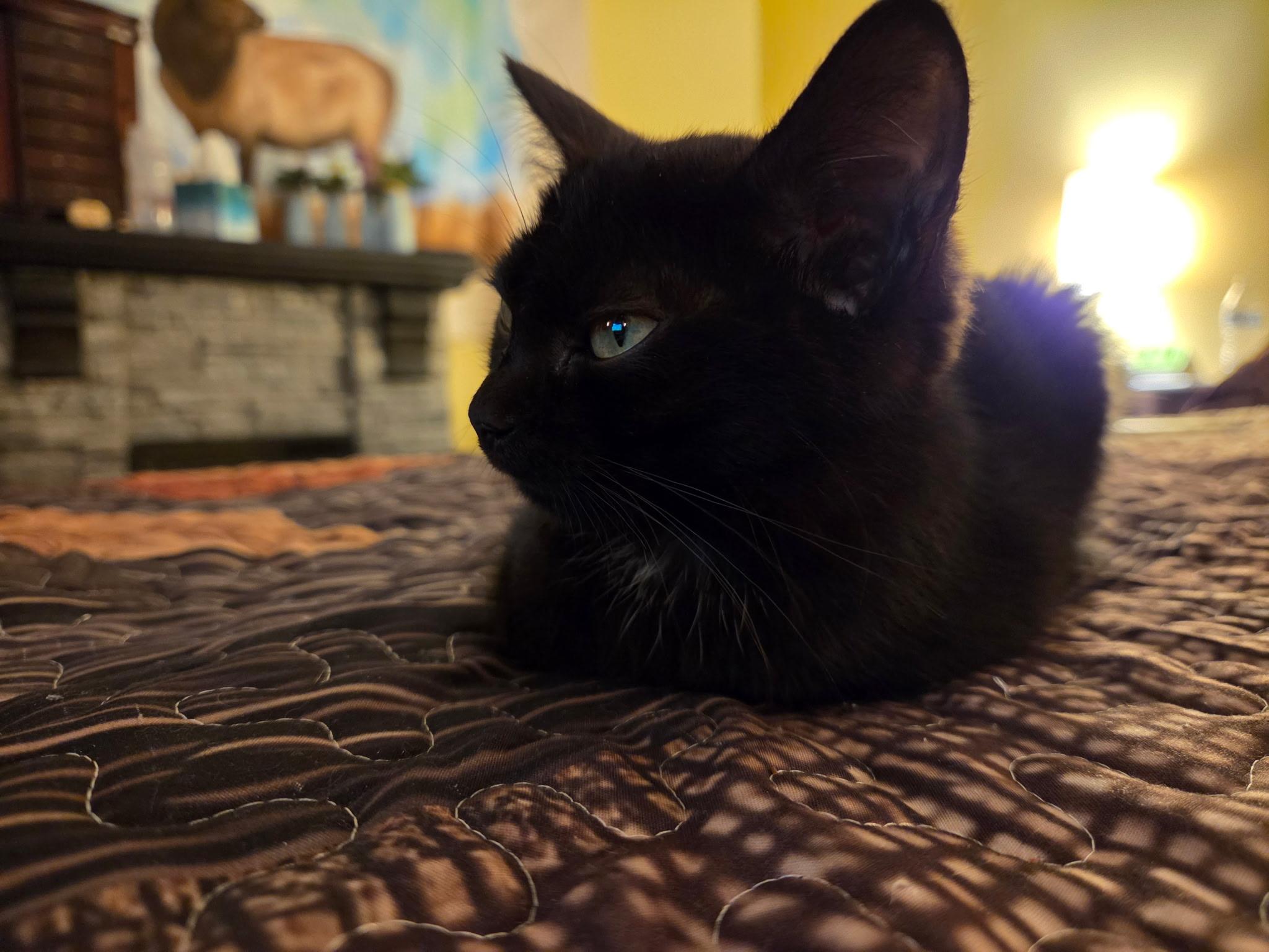 Enlarge Armani, a Adoptable Domestic Short Hair in Pottsville, PA image 4/6