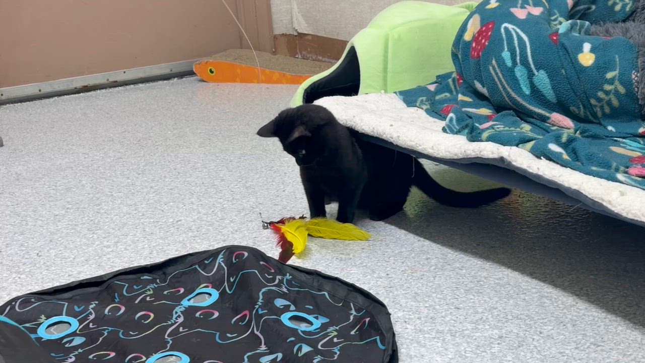 Enlarge Armani, a Adoptable Domestic Short Hair in Pottsville, PA video 2/6