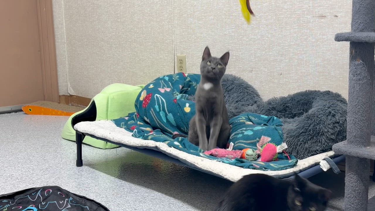 Enlarge Armani, a Adoptable Domestic Short Hair in Pottsville, PA video 3/6