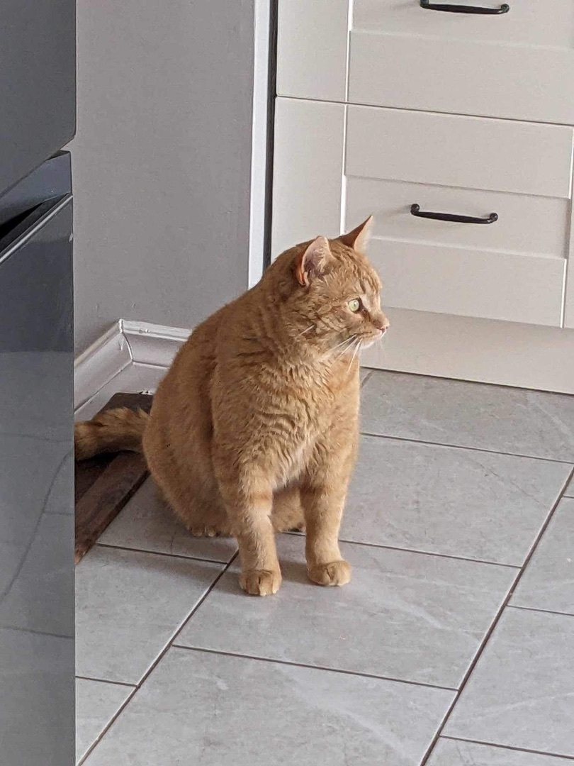 Jonesy , Adopted, Adult Male Domestic Short Hair.