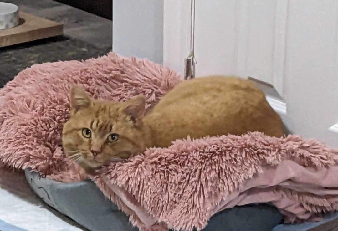 Enlarge Jonesy , a Adopted Domestic Short Hair in Hamilton, ON image 2/5