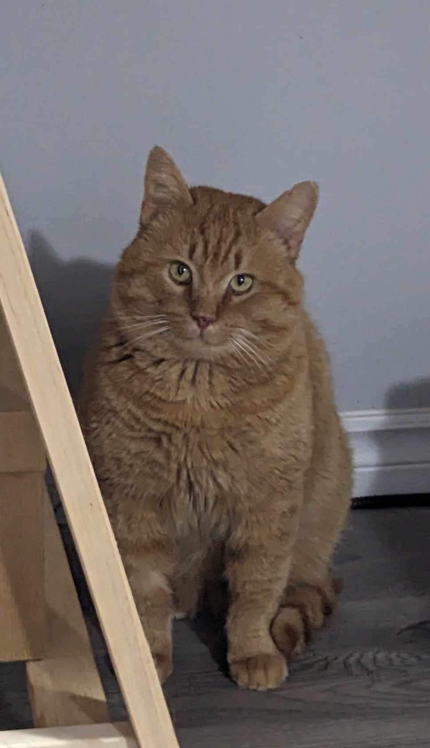 Enlarge Jonesy , a Adopted Domestic Short Hair in Hamilton, ON image 3/5