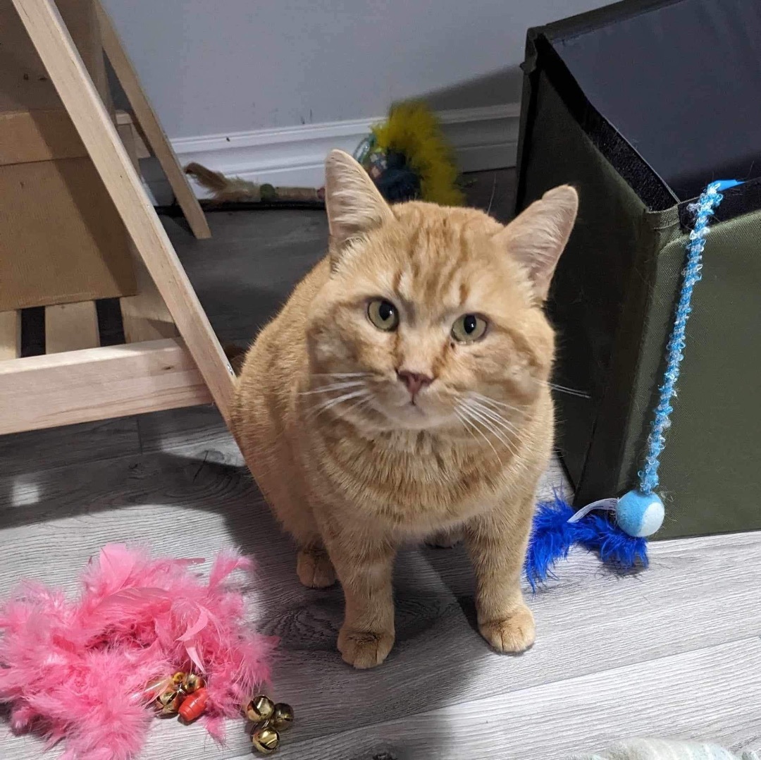 Enlarge Jonesy , a Adopted Domestic Short Hair in Hamilton, ON image 4/5