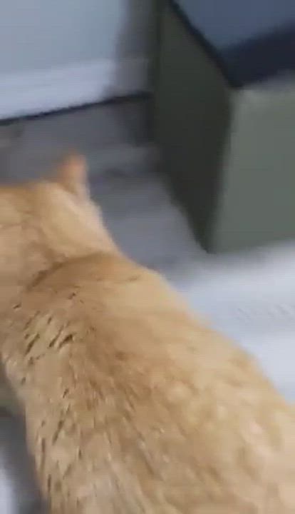 Enlarge Jonesy , a Adopted Domestic Short Hair in Hamilton, ON video 5/5