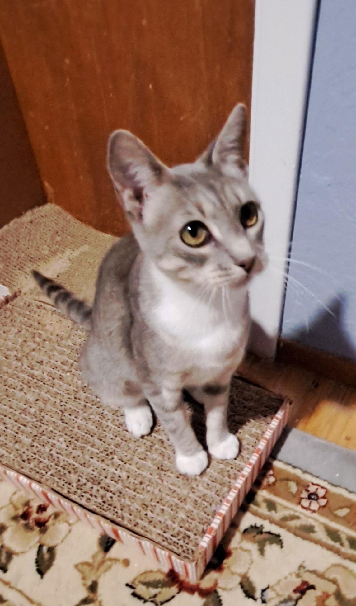 Blue-Ann — thumbnail 4