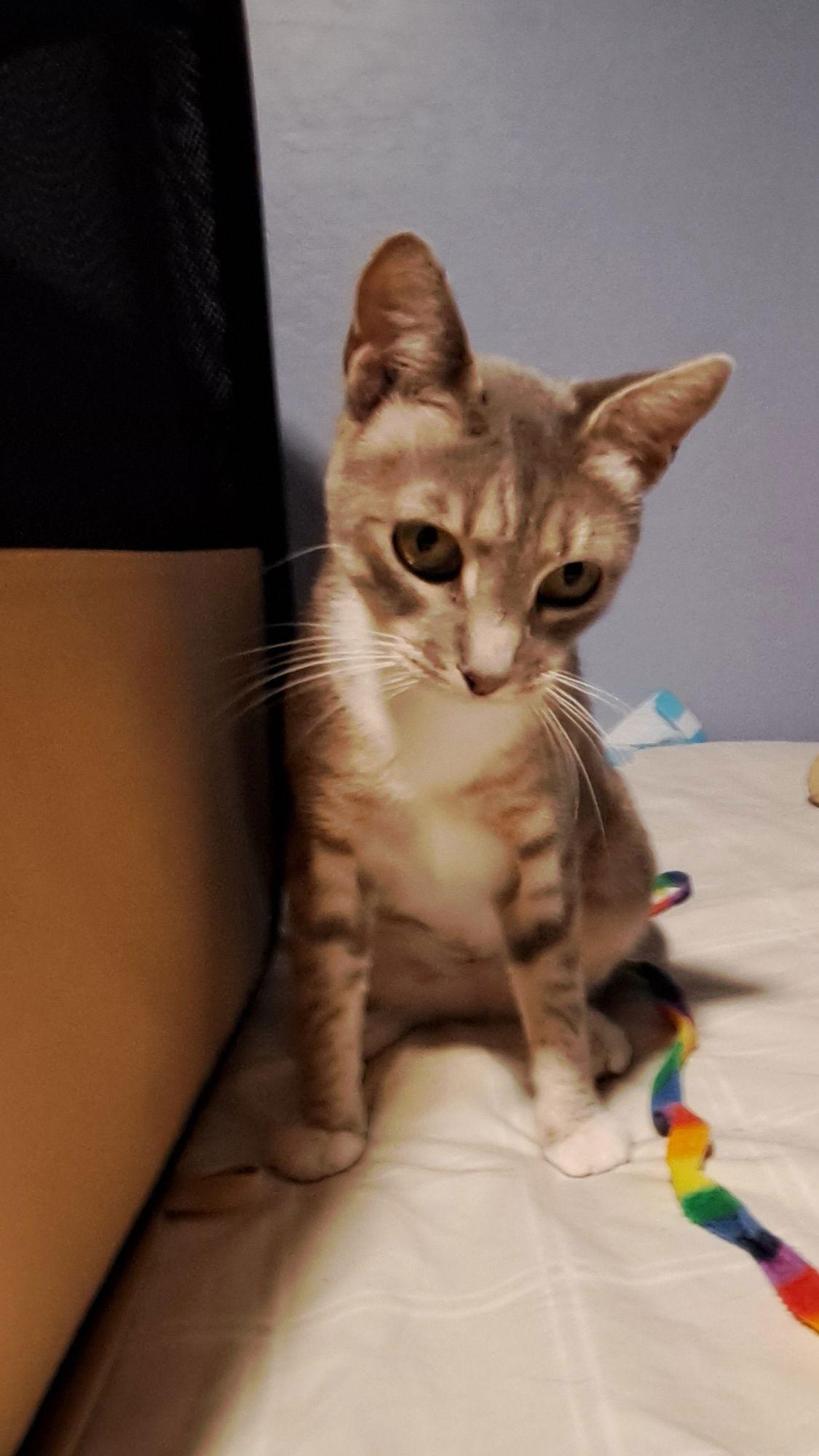 Blue-Ann — thumbnail 6