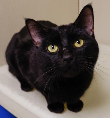 Clay, Adoptable, Adult Male Domestic Short Hair & Domestic Short Hair.
