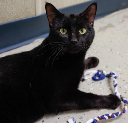 Enlarge Clay, a Adoptable mixed breed in Baraboo, WI image 2/3