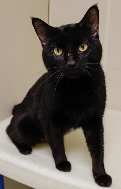 Enlarge Clay, a Adoptable mixed breed in Baraboo, WI image 3/3