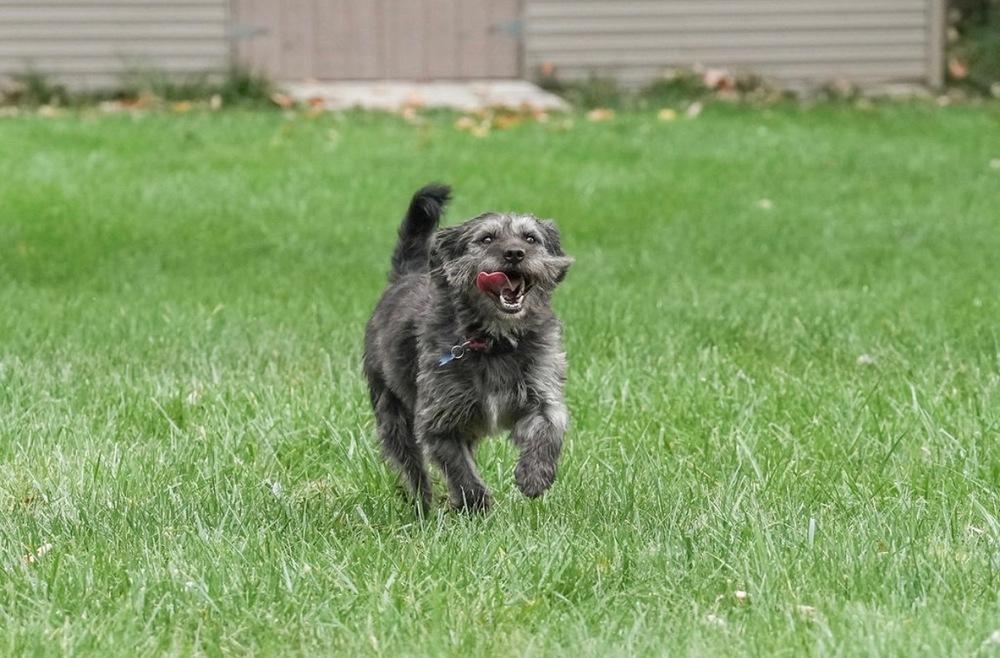 Nelson, Adoptable, Adult Male Mixed Breed.