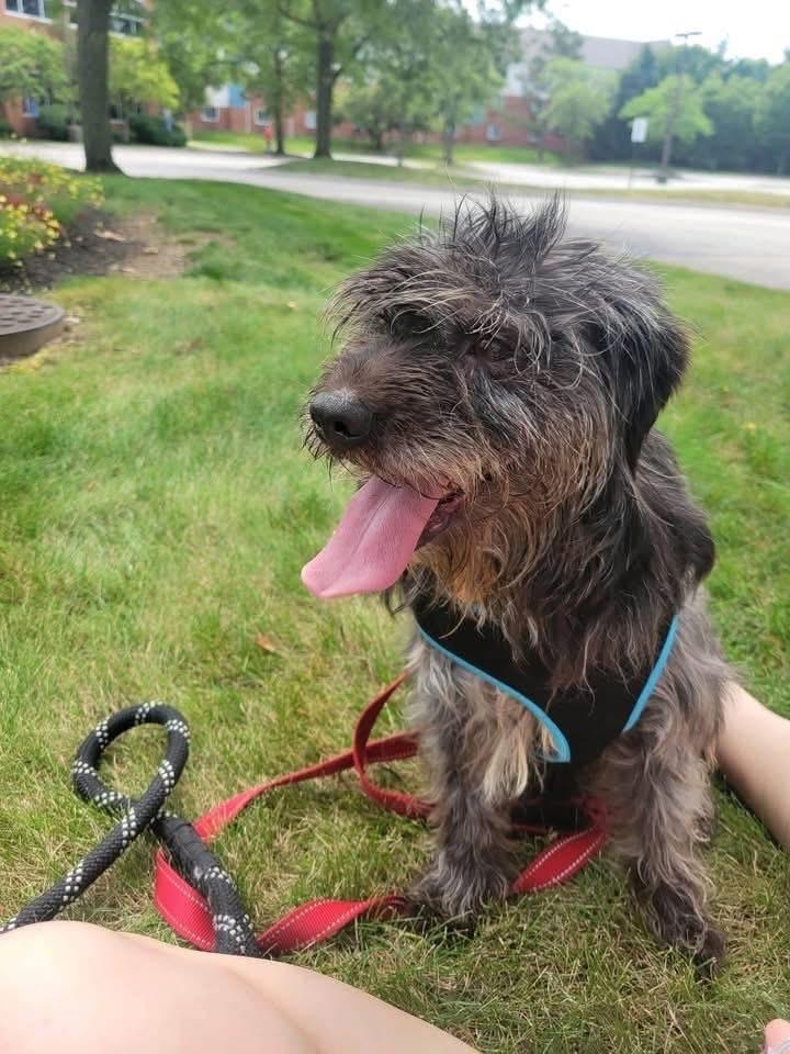 Nelson-Foster needed, Adoptable, Adult Male Mixed Breed.