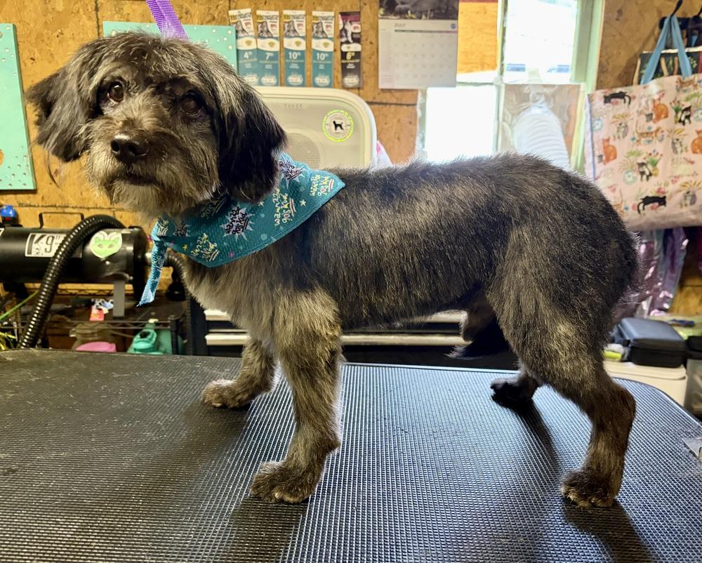 Nelson, Adoptable, Adult Male Mixed Breed.