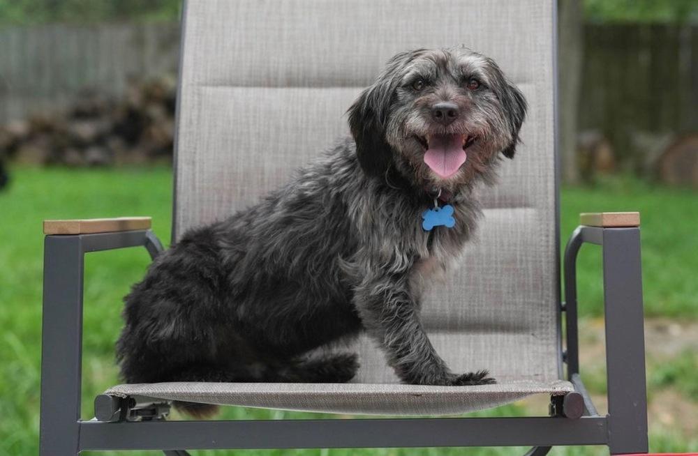 Enlarge Nelson, a Adoptable mixed breed in Columbus, OH image 3/4