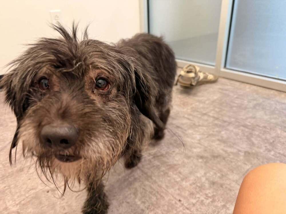 Enlarge Nelson-Foster needed, a Adoptable mixed breed in Columbus, OH image 3/3