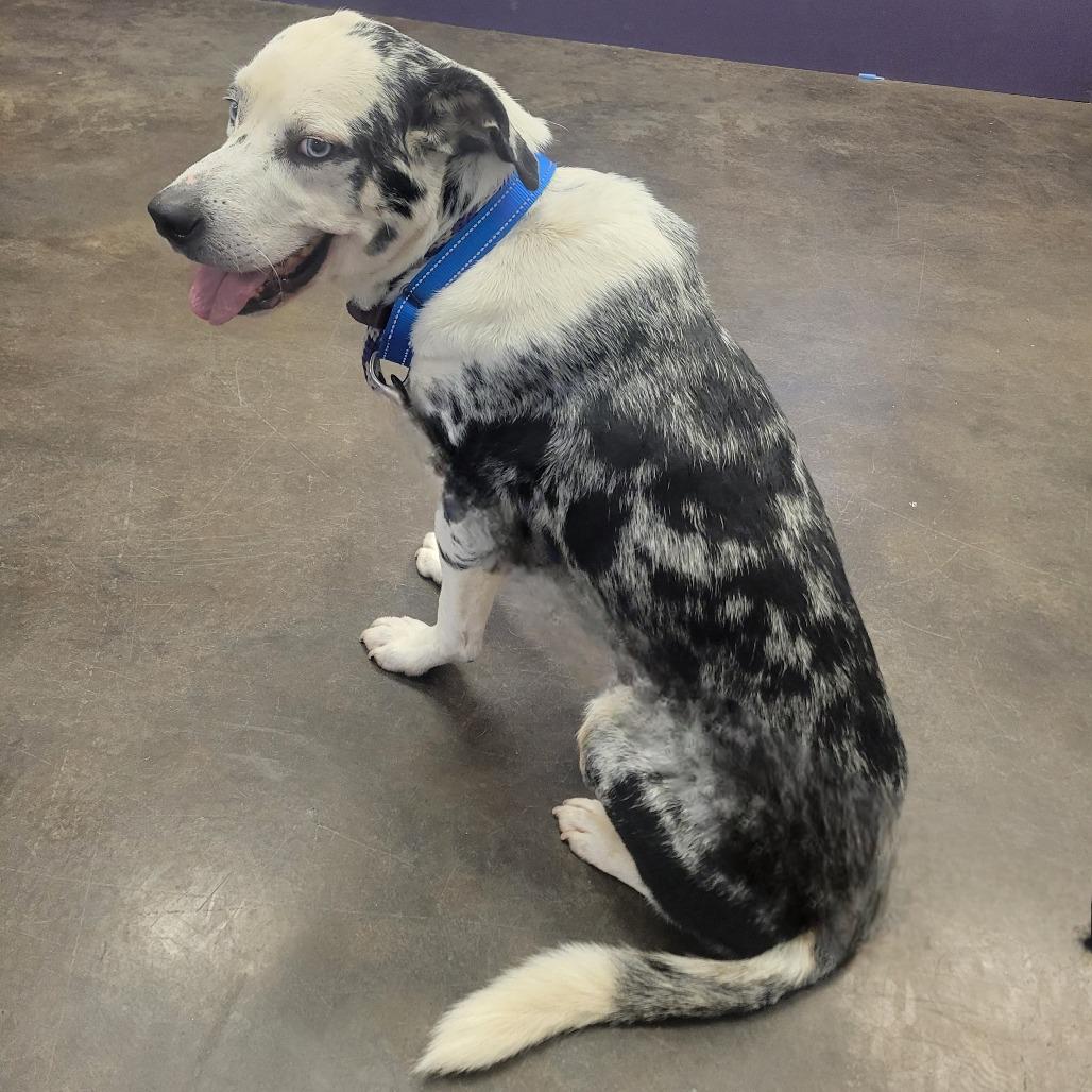 Cowboy, Adoptable, Adult Male Catahoula Leopard Dog.