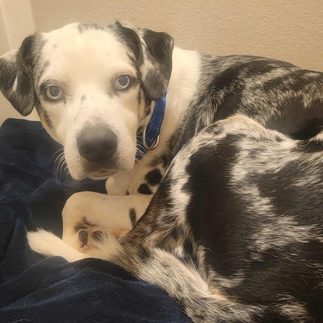 Cowboy, a Adoptable Catahoula Leopard Dog in Waco, TX image 2/3