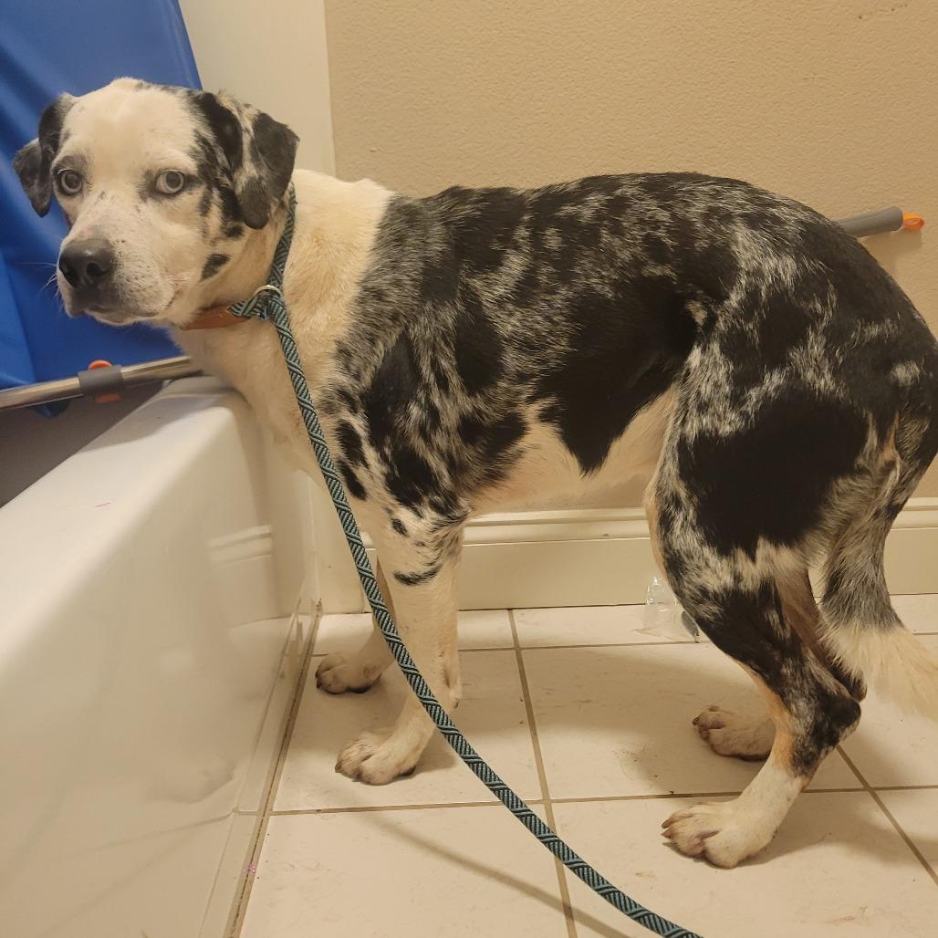 Cowboy, a Adoptable Catahoula Leopard Dog in Waco, TX image 3/3