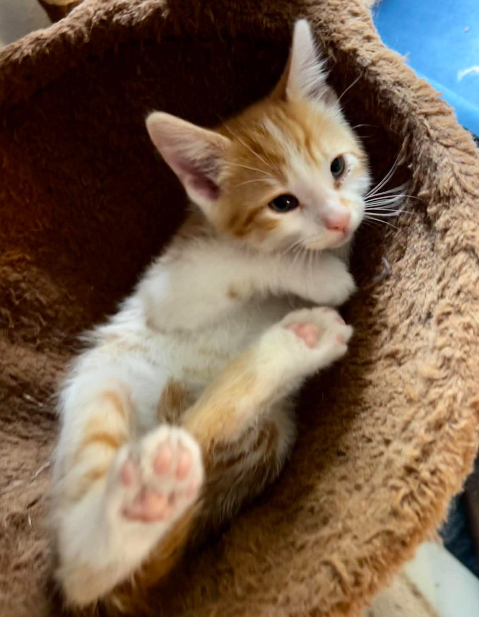 Elton John, a ADOPTABLE Domestic Short Hair in Bloomsdale, MO image 4/5