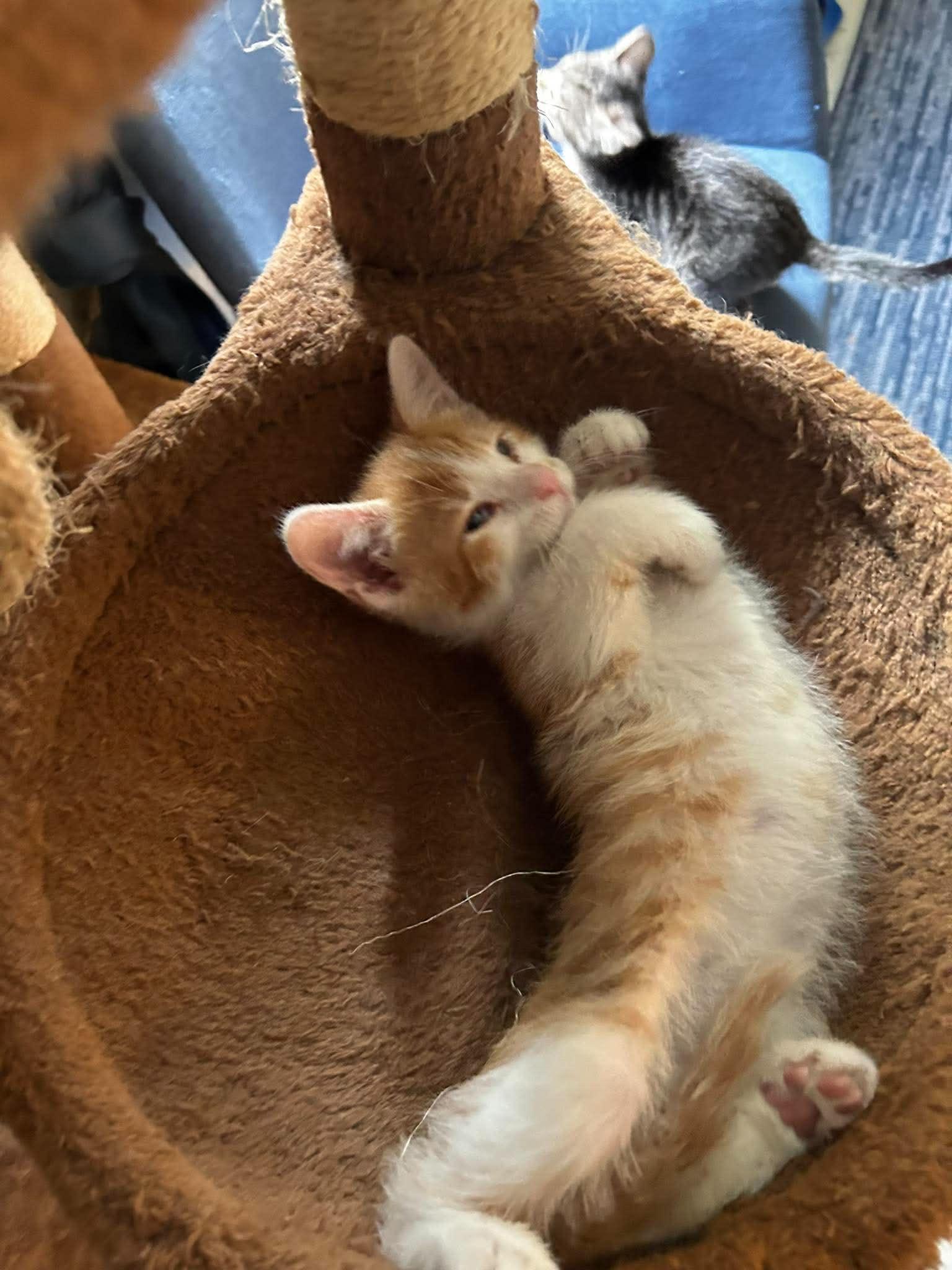 Elton John, ADOPTABLE, Kitten Male Domestic Short Hair.