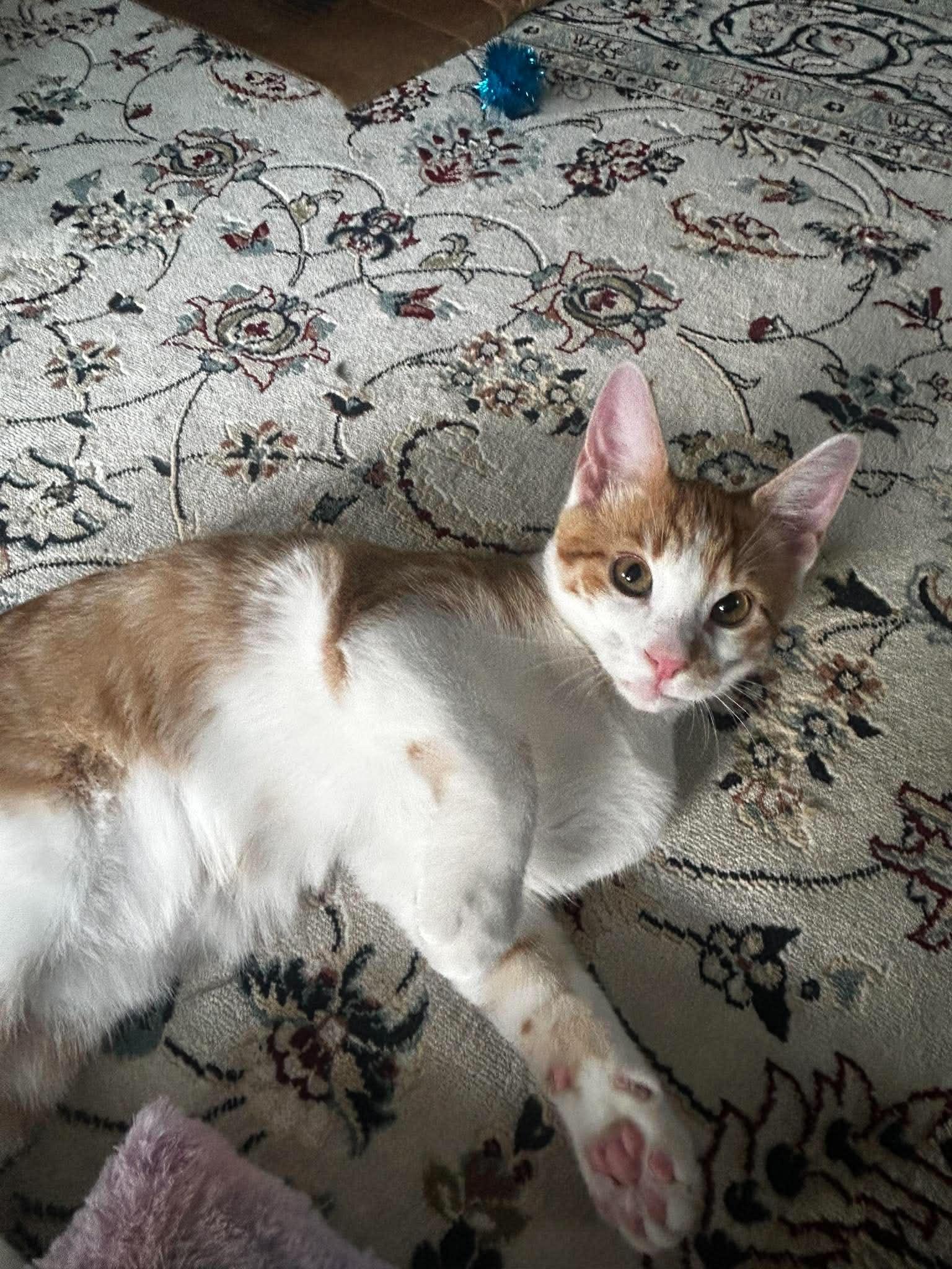 Elton John, a ADOPTABLE Domestic Short Hair in Bloomsdale, MO image 1/5