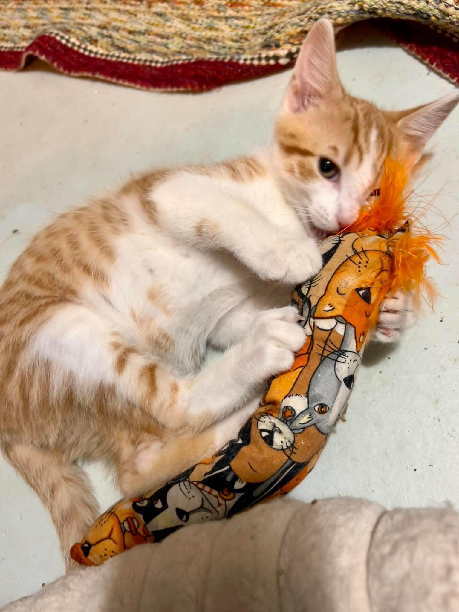Elton John, ADOPTABLE, Kitten Male Domestic Short Hair.