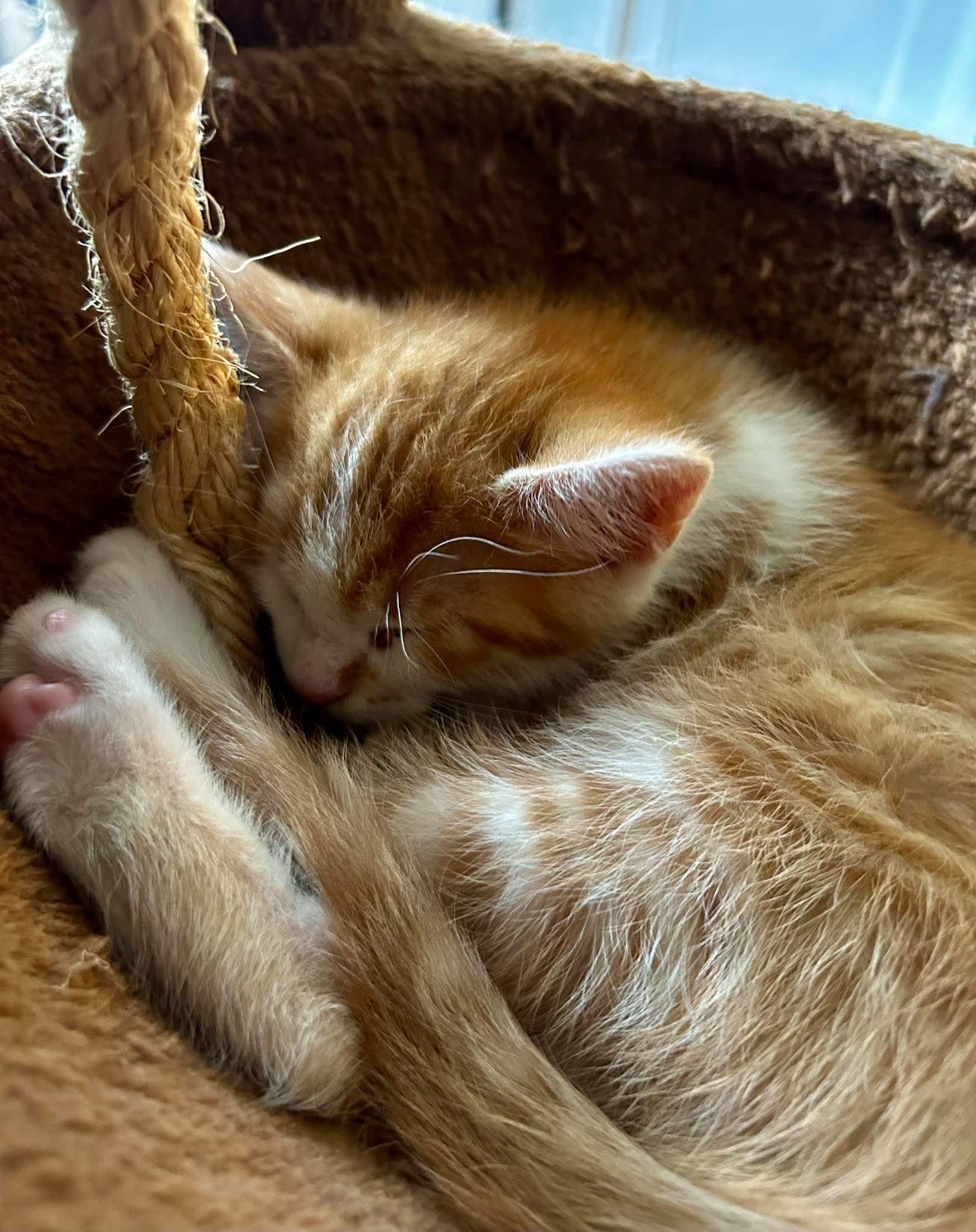 Elton John, a ADOPTABLE Domestic Short Hair in Bloomsdale, MO image 5/5