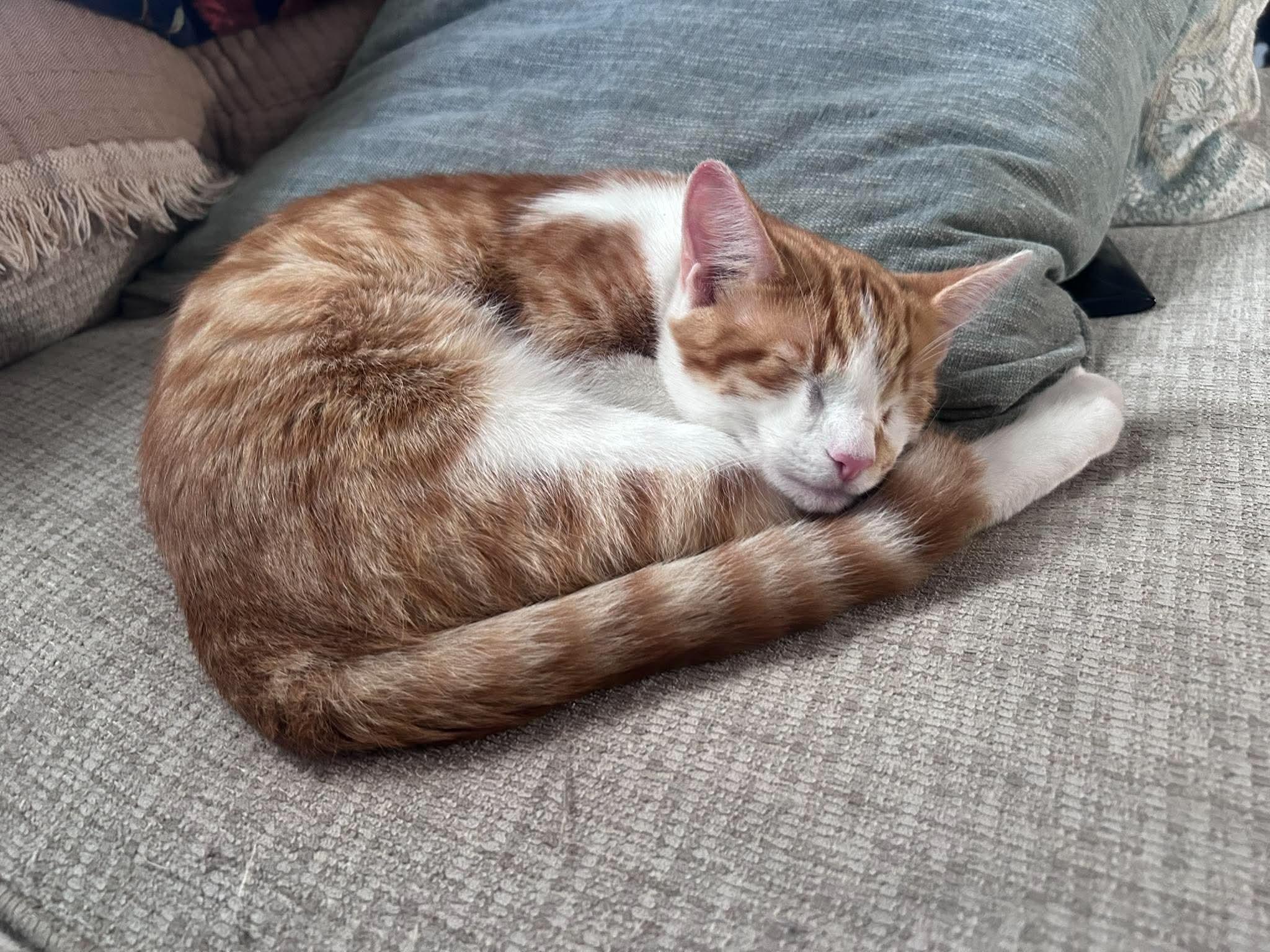 Elton John, Adoptable, Kitten Male Domestic Short Hair.
