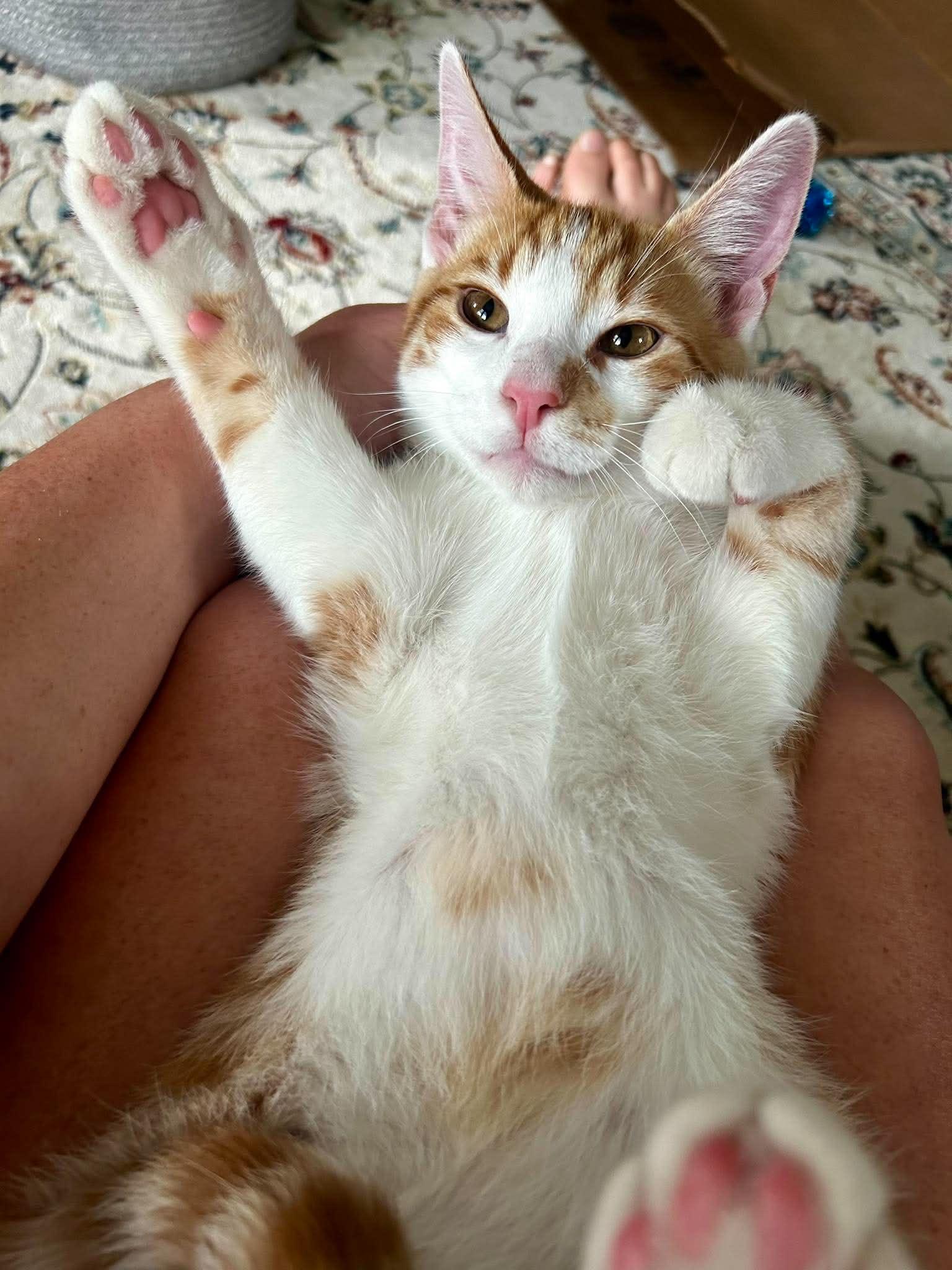 Elton John, a ADOPTABLE Domestic Short Hair in Bloomsdale, MO image 2/5