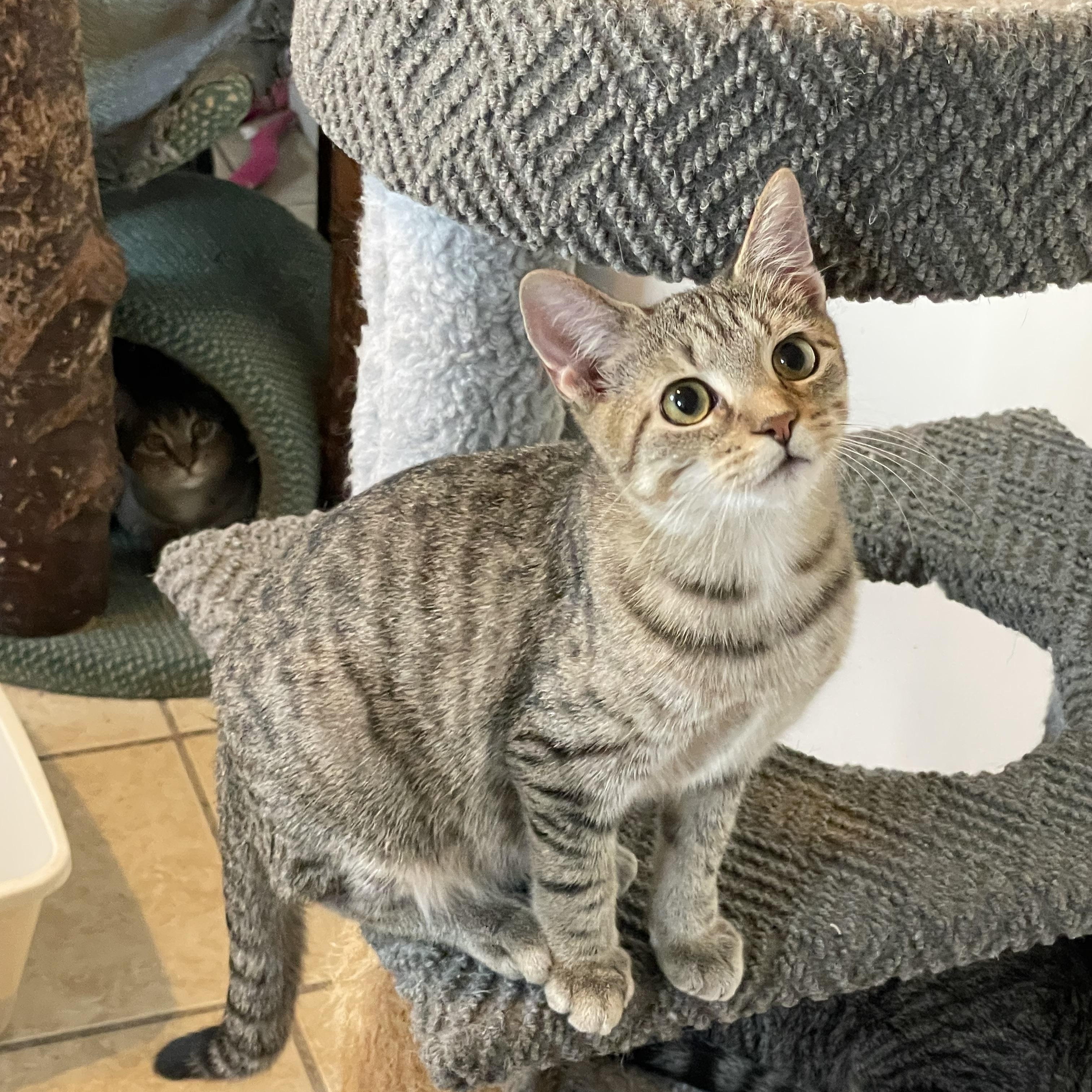 Spring (foster-raised with dogs)