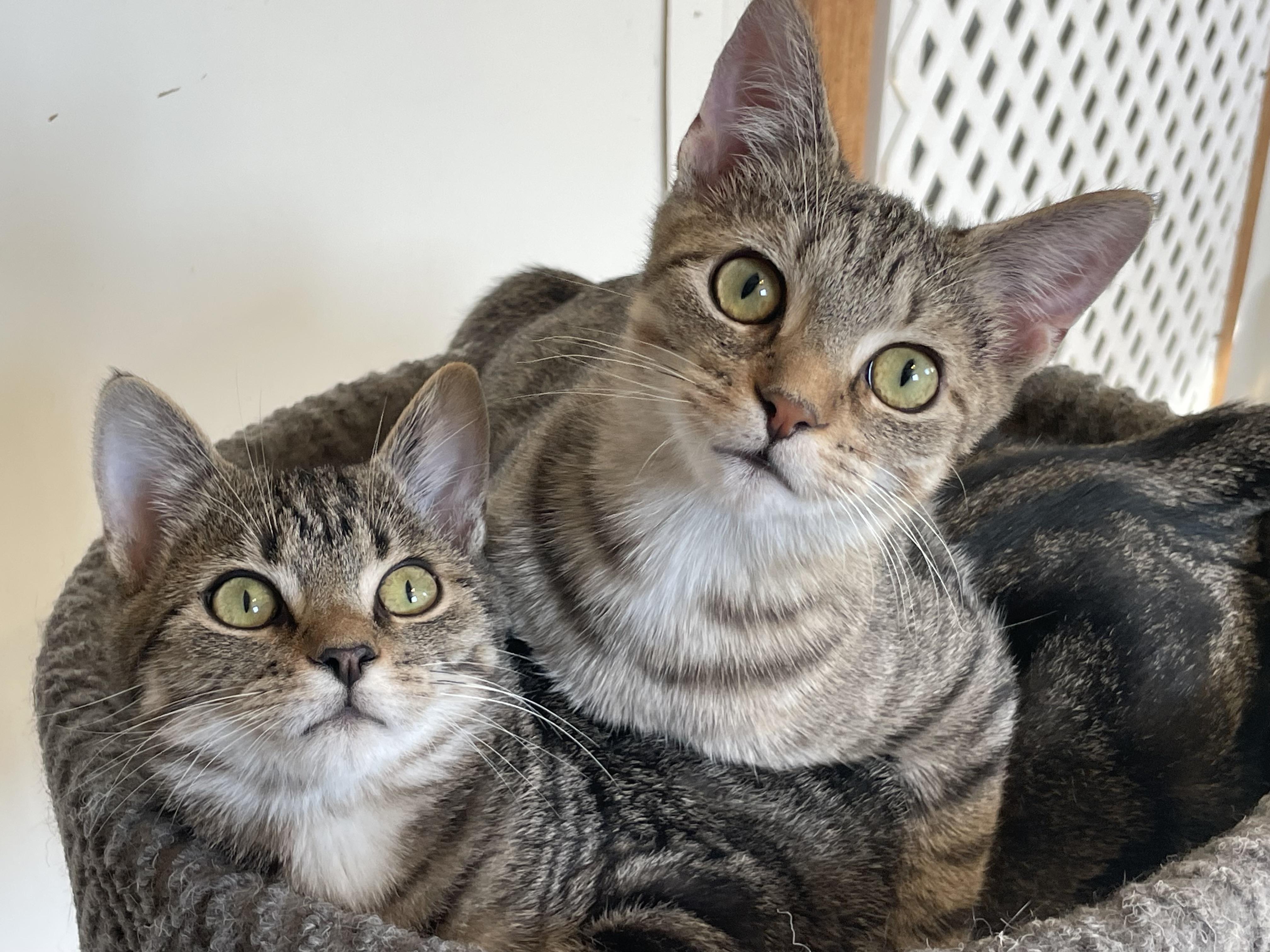 Spring (foster-raised with dogs)