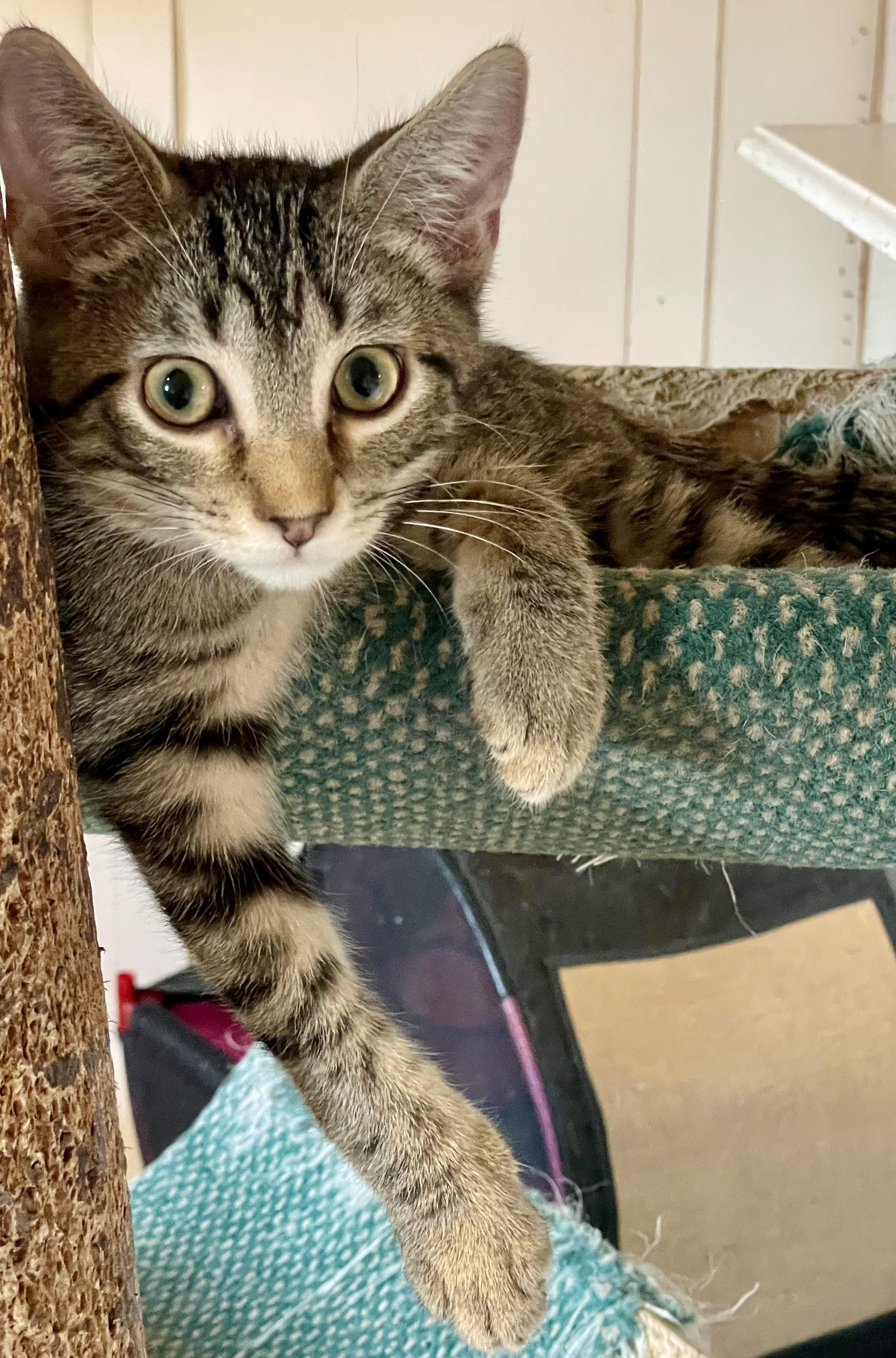 Spring (foster-raised with dogs)