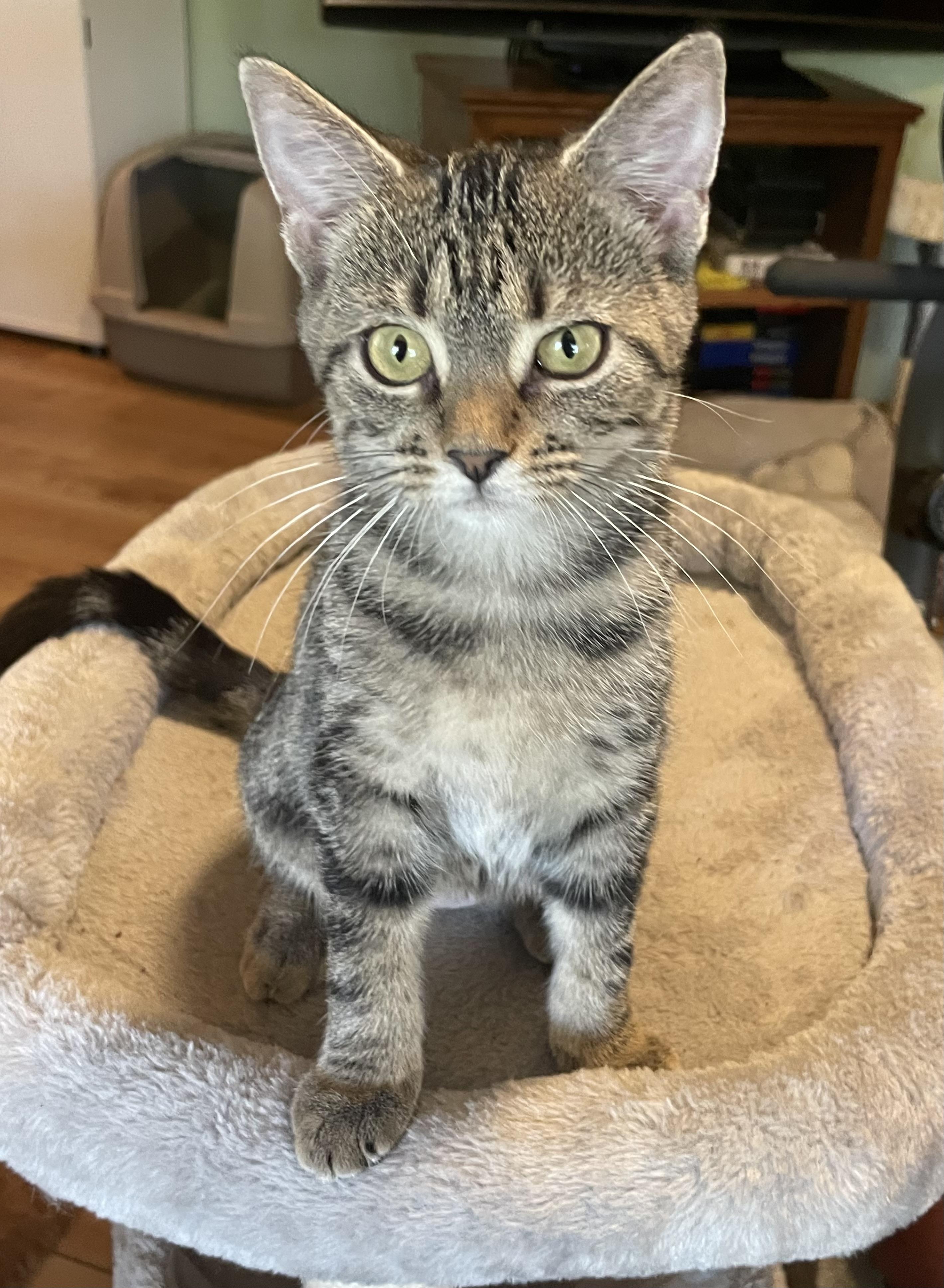 Spring (foster-raised with dogs)