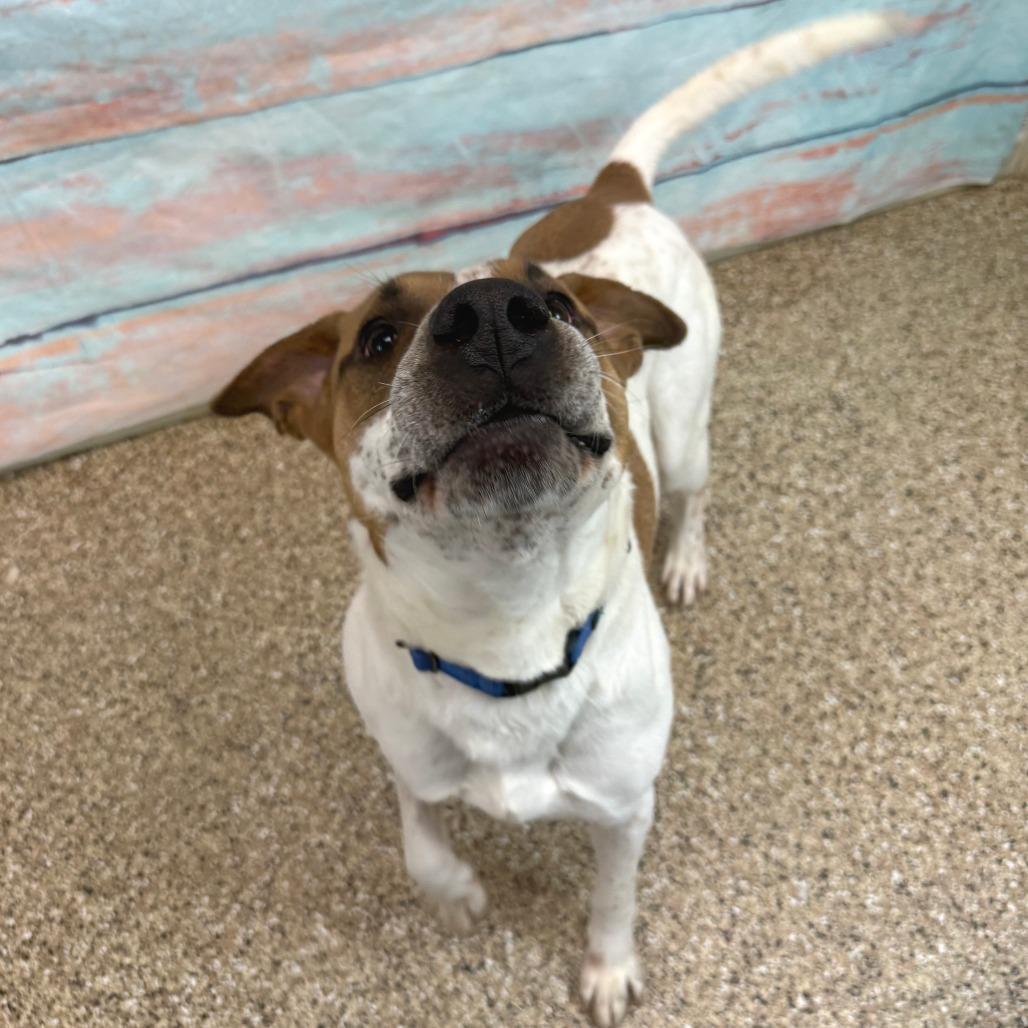 Enlarge Vinny, a Adoptable mixed breed in Cheyenne, WY image 1/4