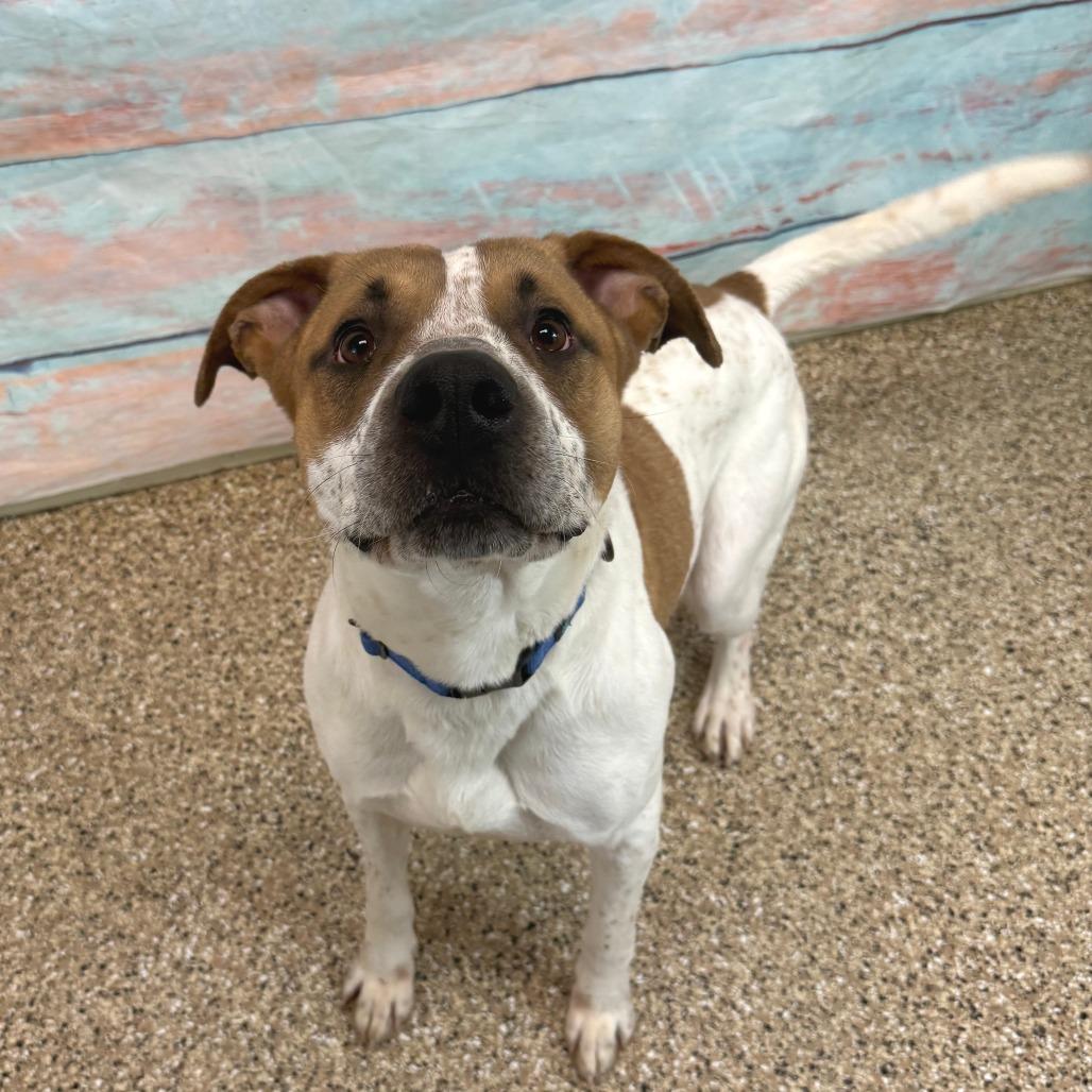 Enlarge Vinny, a Adoptable mixed breed in Cheyenne, WY image 2/4