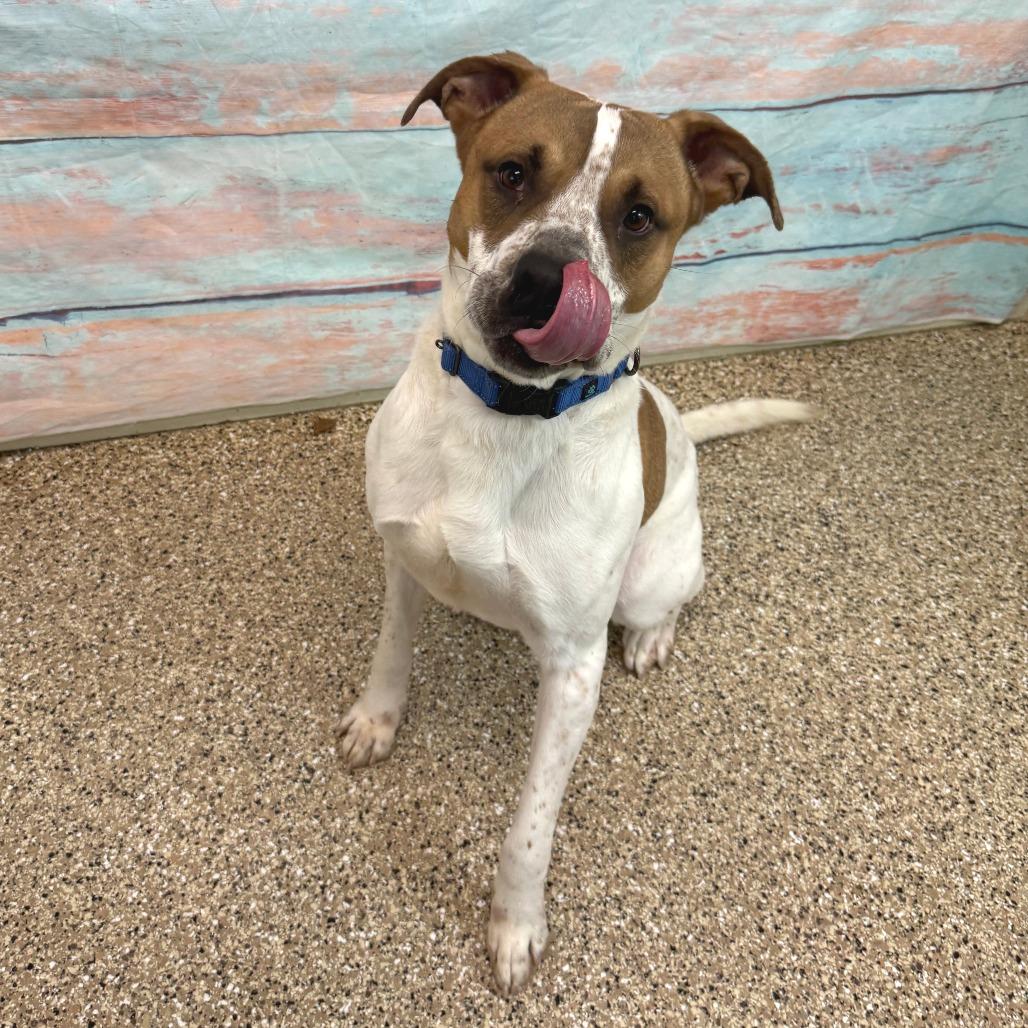Enlarge Vinny, a Adoptable mixed breed in Cheyenne, WY image 3/4