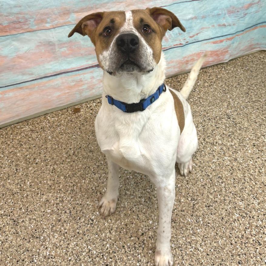 Enlarge Vinny, a Adoptable mixed breed in Cheyenne, WY image 4/4