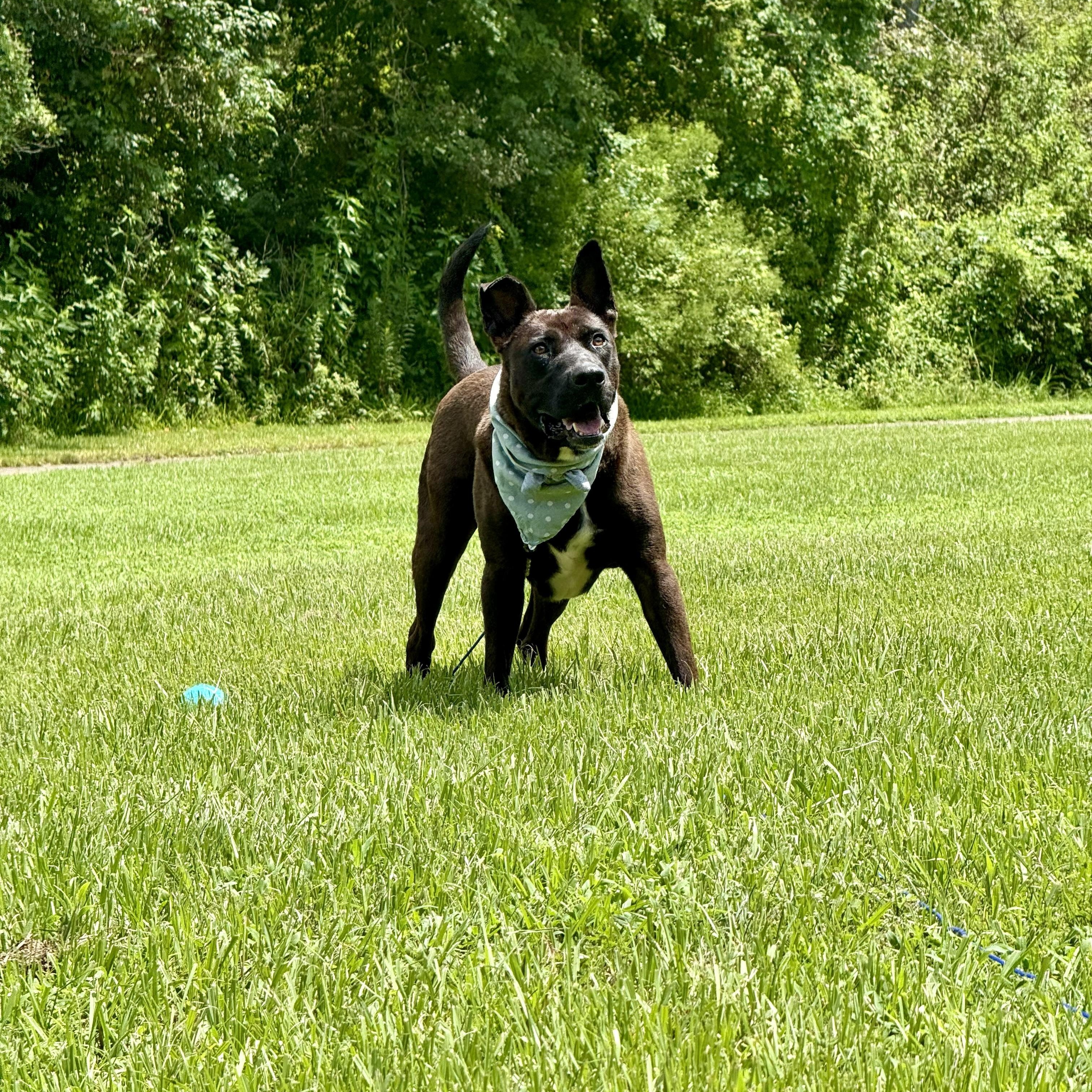 Jet Mouse — thumbnail 4