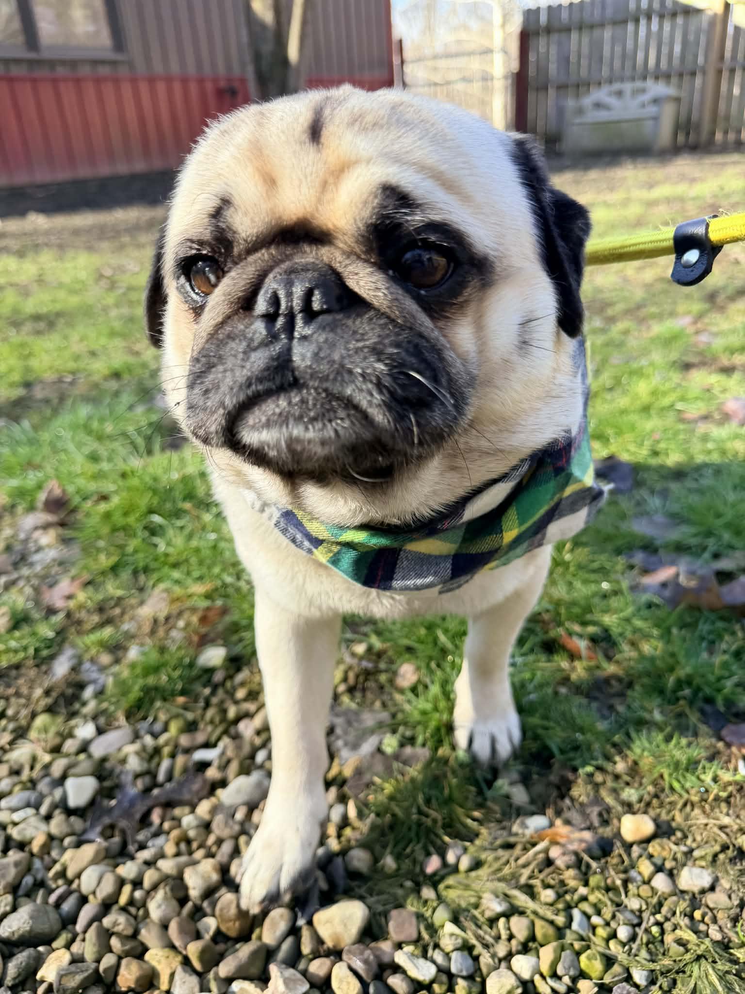 Enlarge Adam, an adopted Pug in North Vernon, IN image 1/4