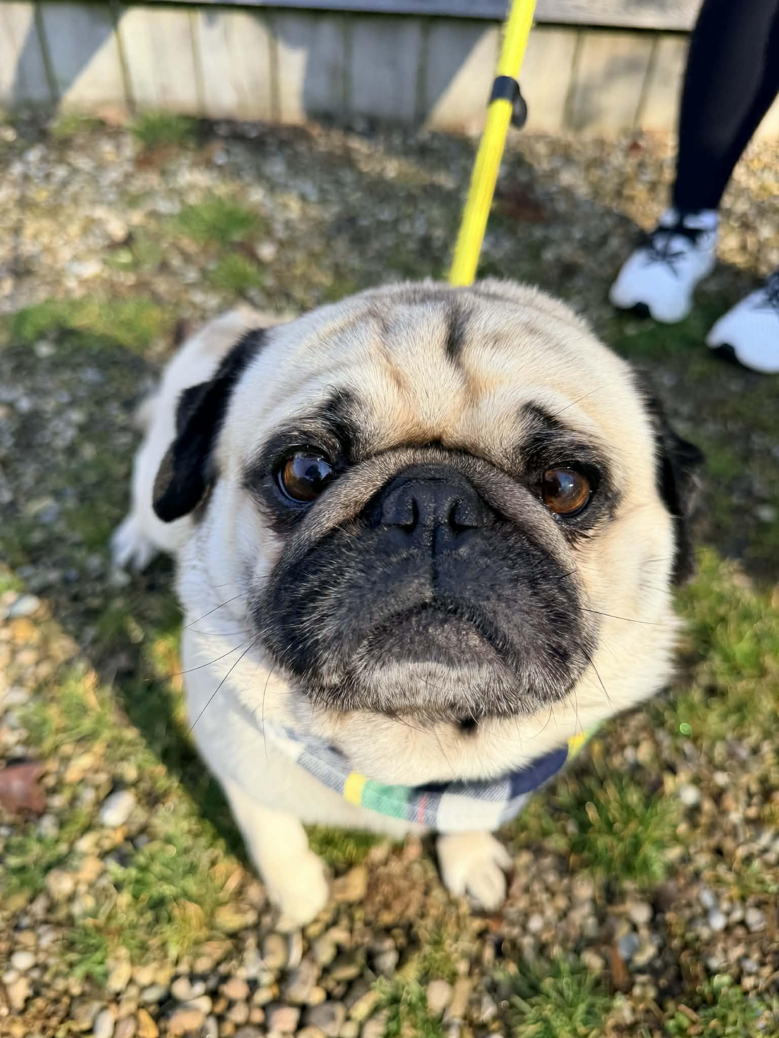Enlarge Adam, an adopted Pug in North Vernon, IN image 2/4