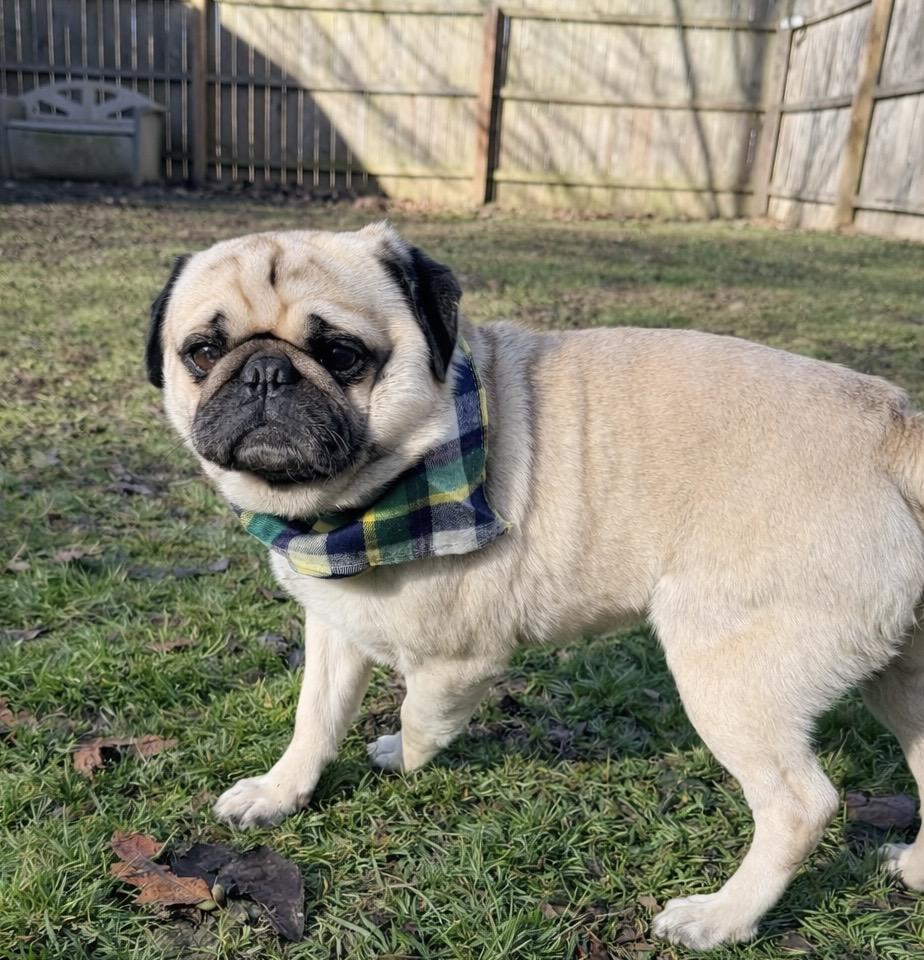Enlarge Adam, an adopted Pug in North Vernon, IN image 4/4
