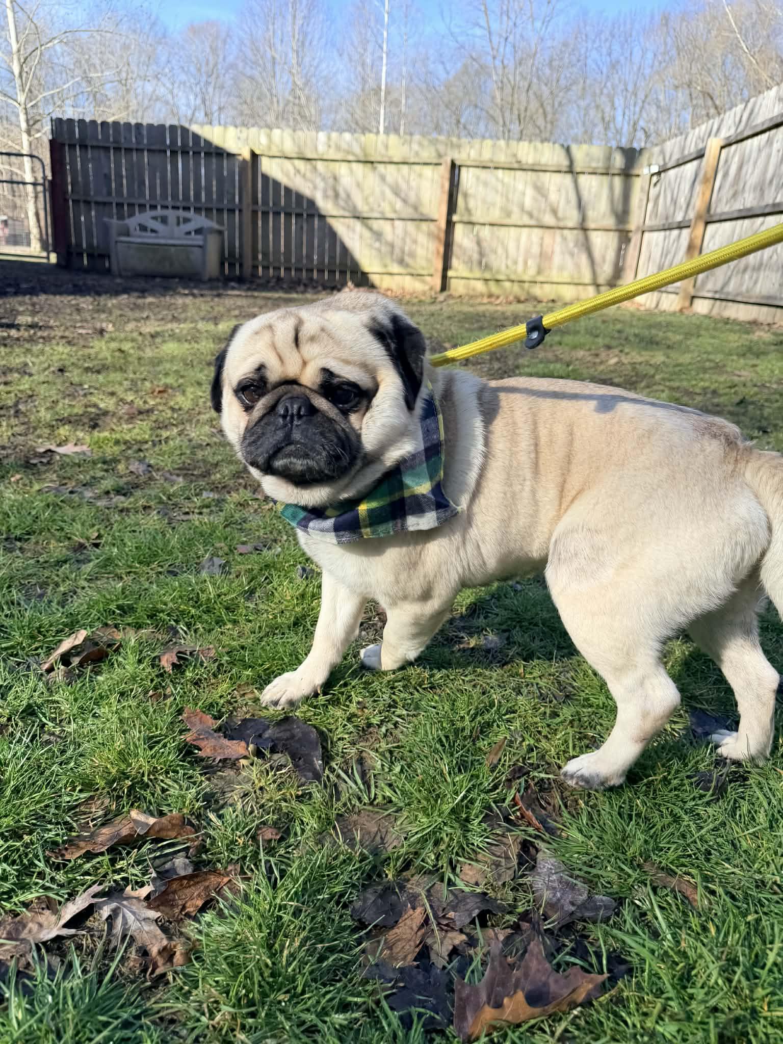 Enlarge Adam, an adopted Pug in North Vernon, IN image 3/4