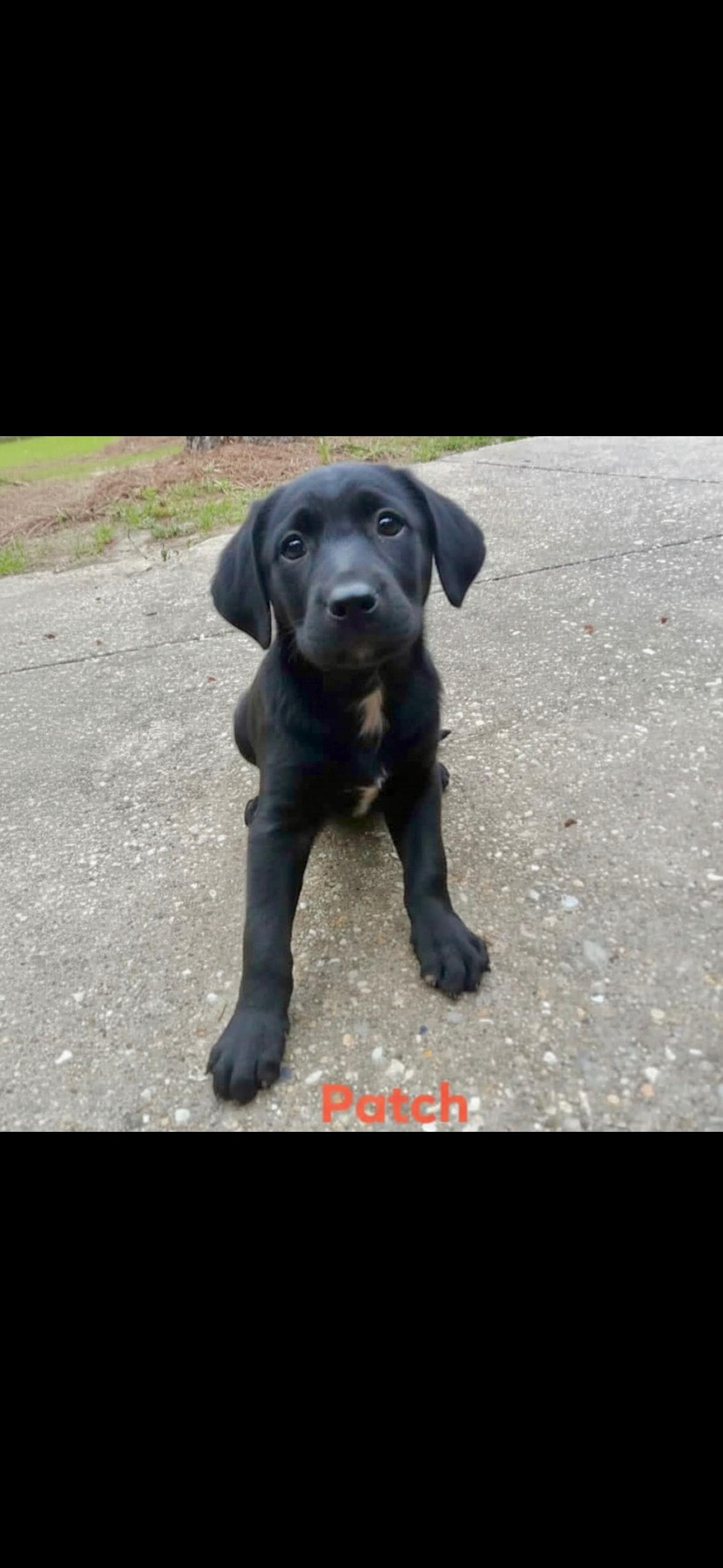 Enlarge Patch, a Adoptable mixed breed in seaside heights, NJ image 1/2