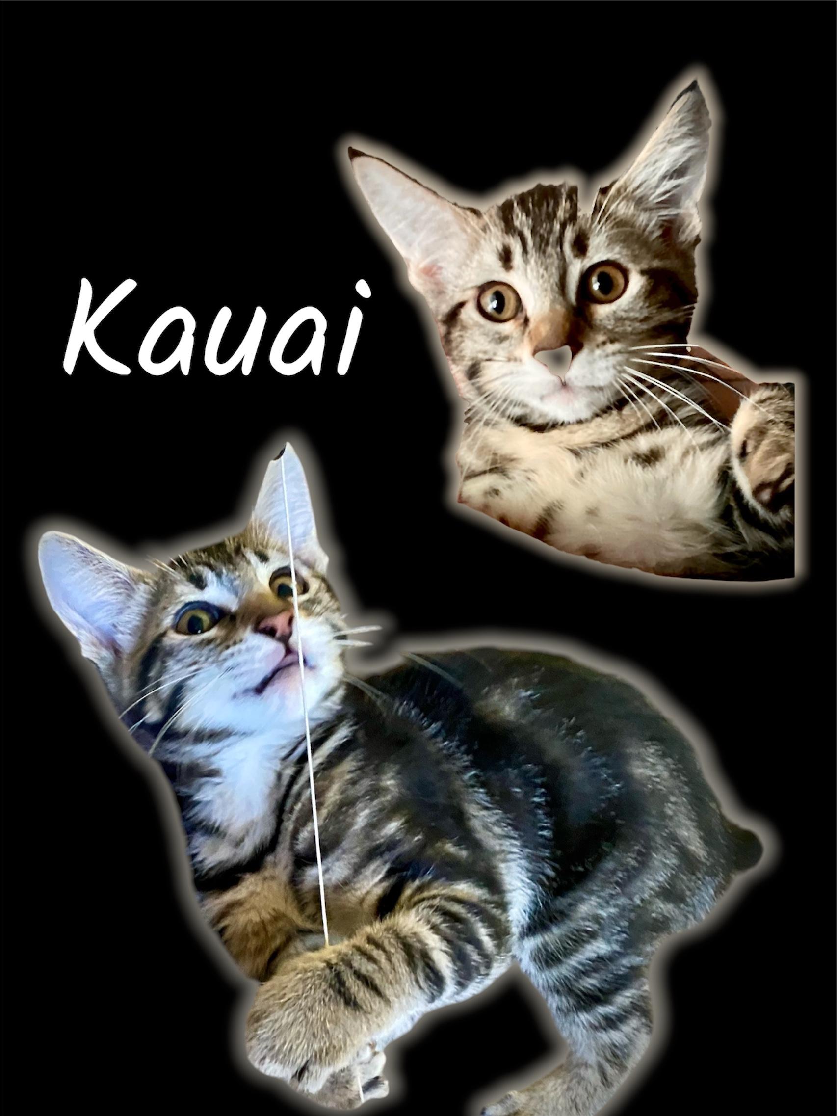 Enlarge Kauai, an adopted Domestic Short Hair in Auburn, CA image 1/1