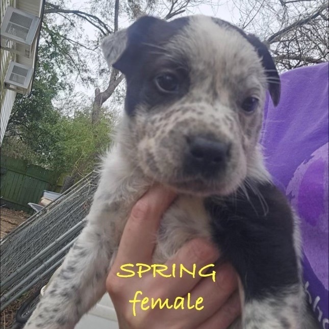SPRING - ARRIVING IN MAINE APRIL 9TH 2