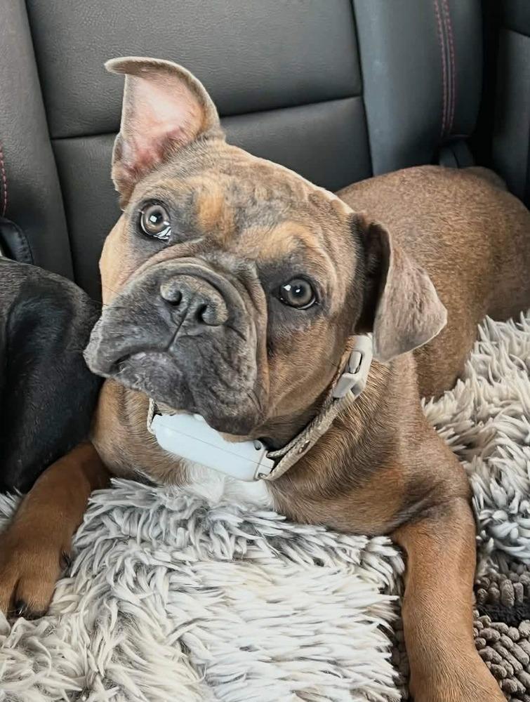 Enlarge Lucy, a Adoptable French Bulldog in Aurora, CO image 1/3