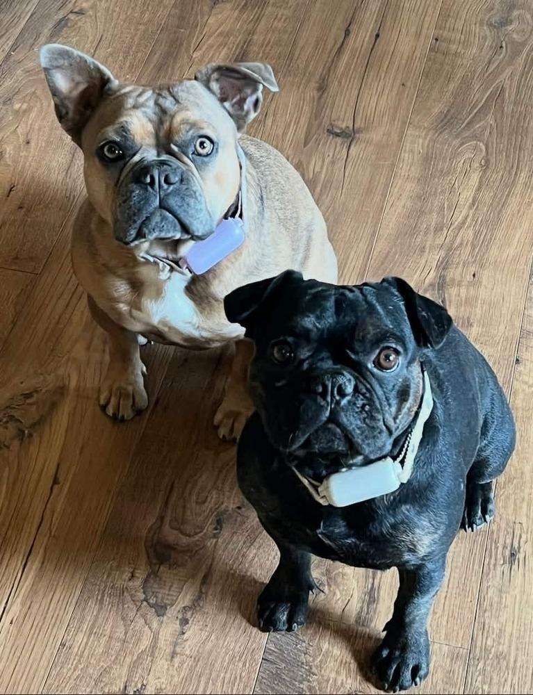 Enlarge Lucy, a Adoptable French Bulldog in Aurora, CO image 2/3