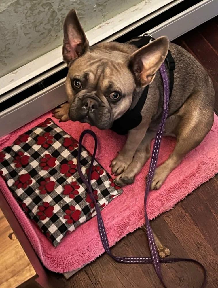Enlarge Lucy, a Adoptable French Bulldog in Aurora, CO image 3/3