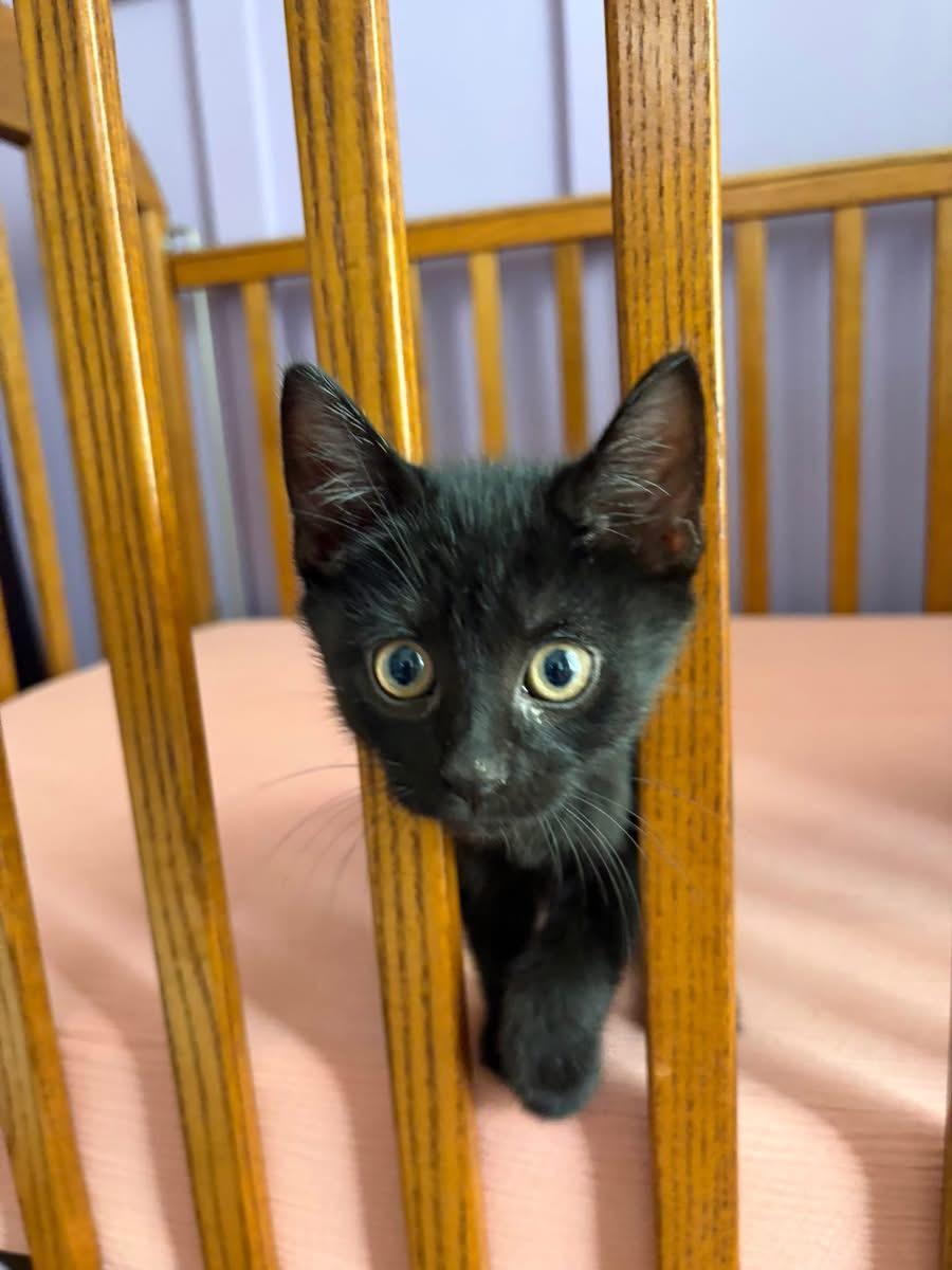 Teddy, ADOPTABLE, Kitten Male Domestic Short Hair.
